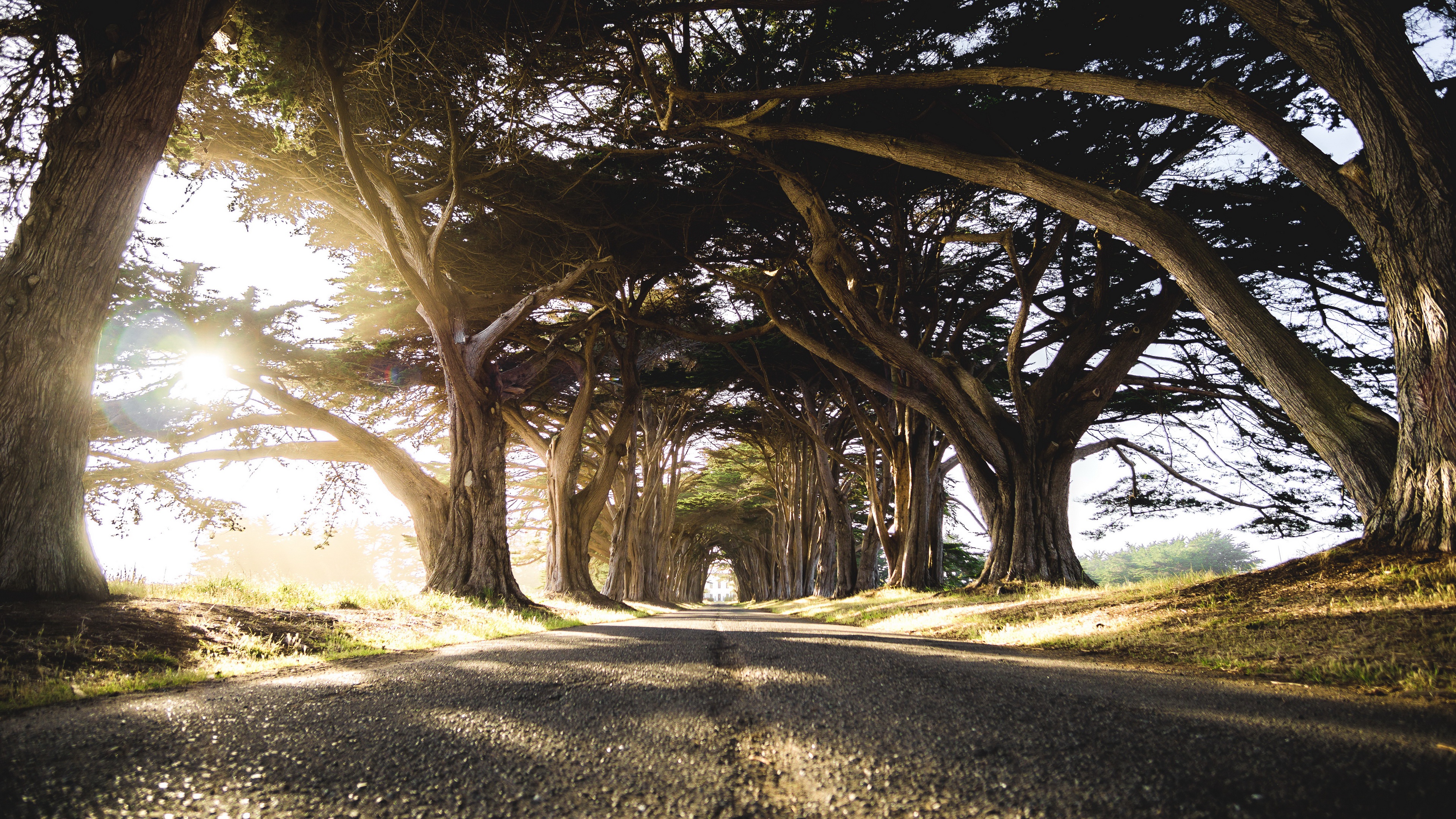 Road lined with cypress trees HD Wallpaper