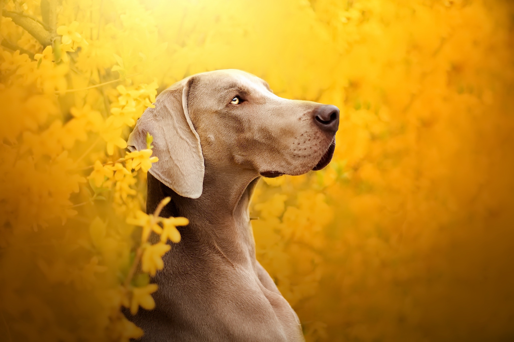 Weimaraner dog in yellow flowers HD Wallpaper