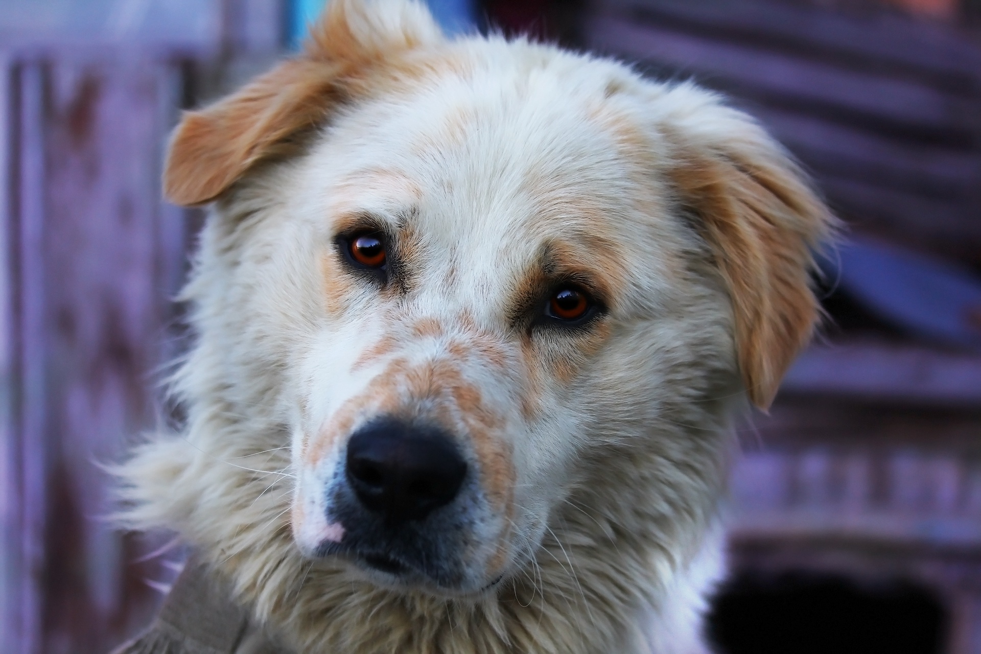 Close-up of a fluffy dog with amber eyes HD Wallpaper