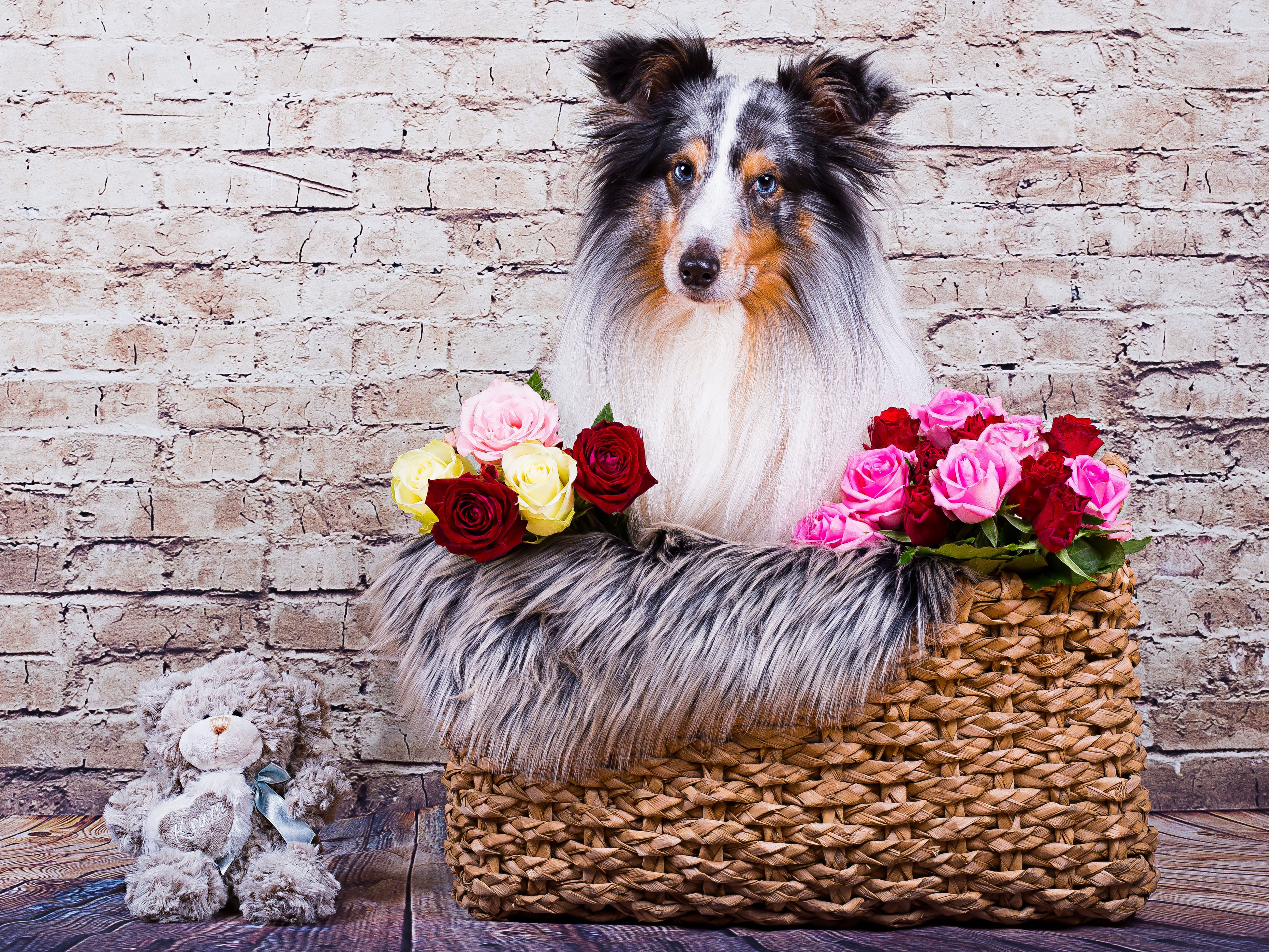Shetland Sheepdog in a basket with roses and teddy bear HD Wallpaper