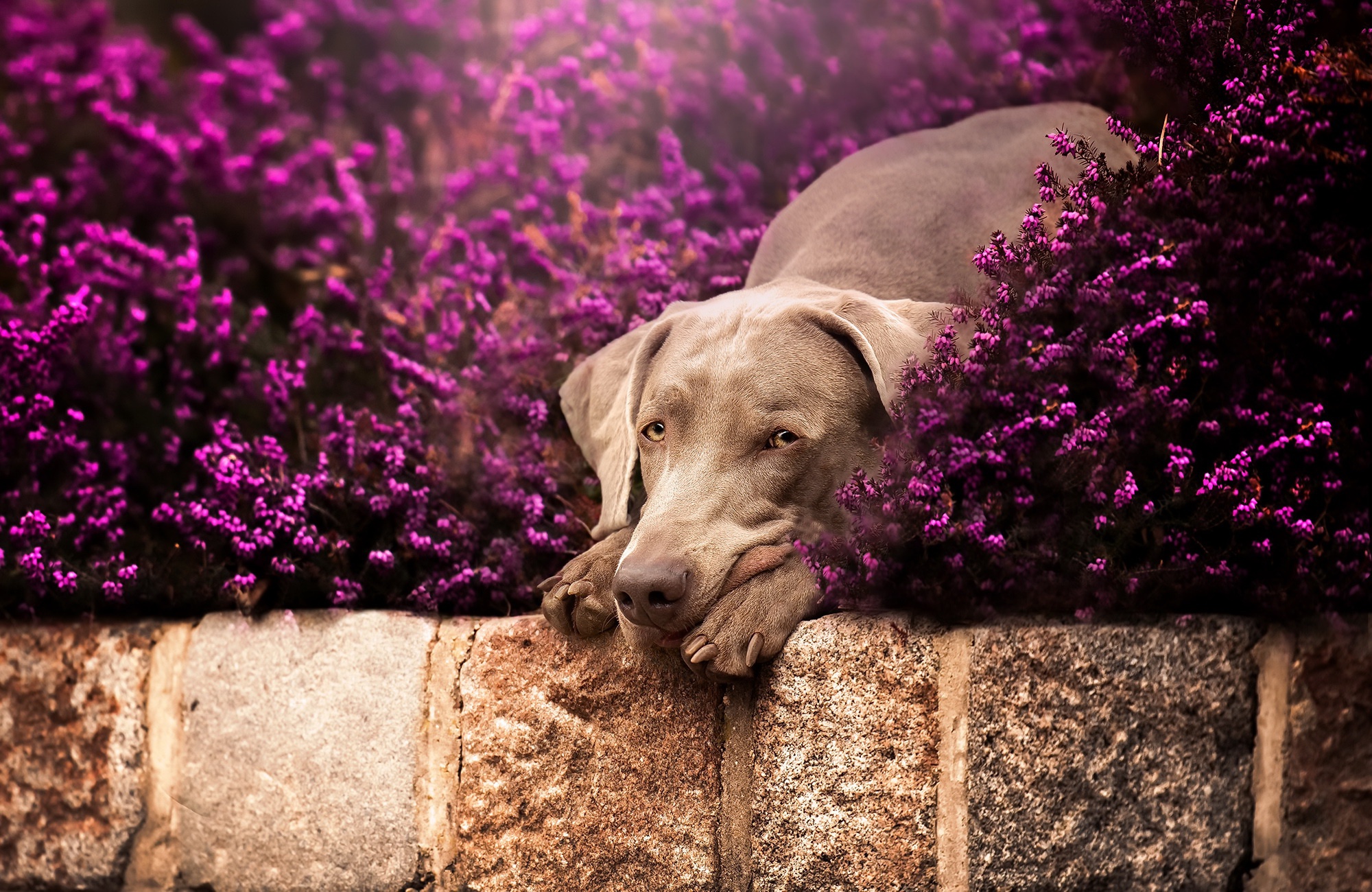 Weimaraner dog resting among purple flowers on a stone wall HD Wallpaper