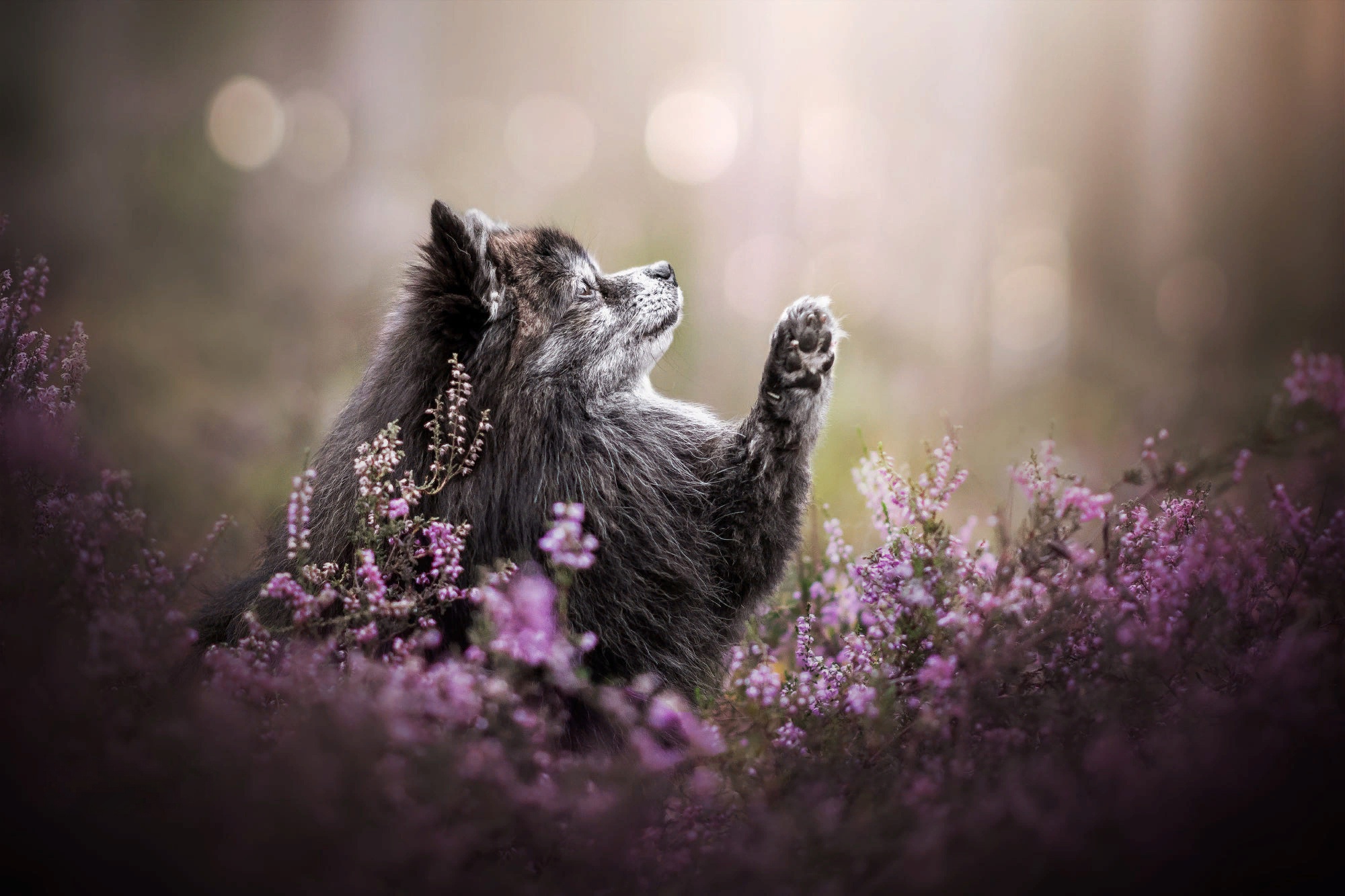 A fluffy dog sits in a field of purple flowers HD Wallpaper