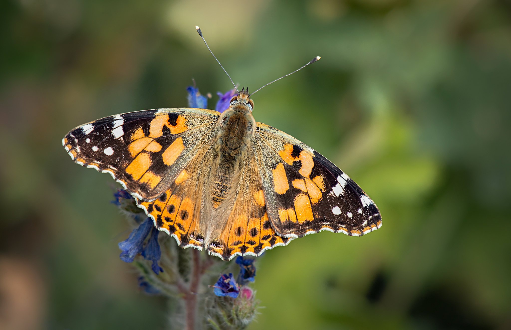 Painted Lady butterfly on a blue flower HD Wallpaper