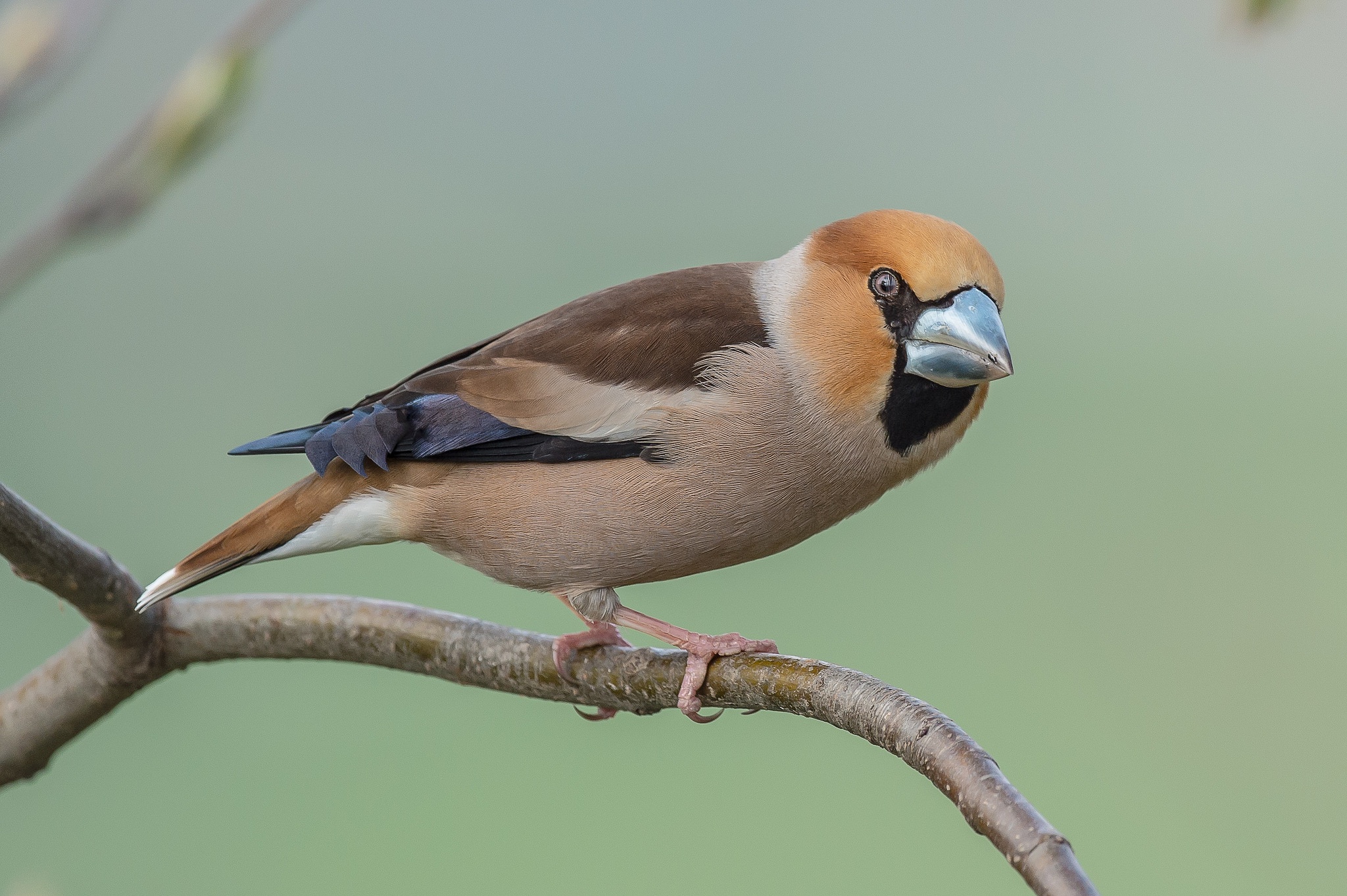 Hawfinch bird perched on a branch HD Wallpaper