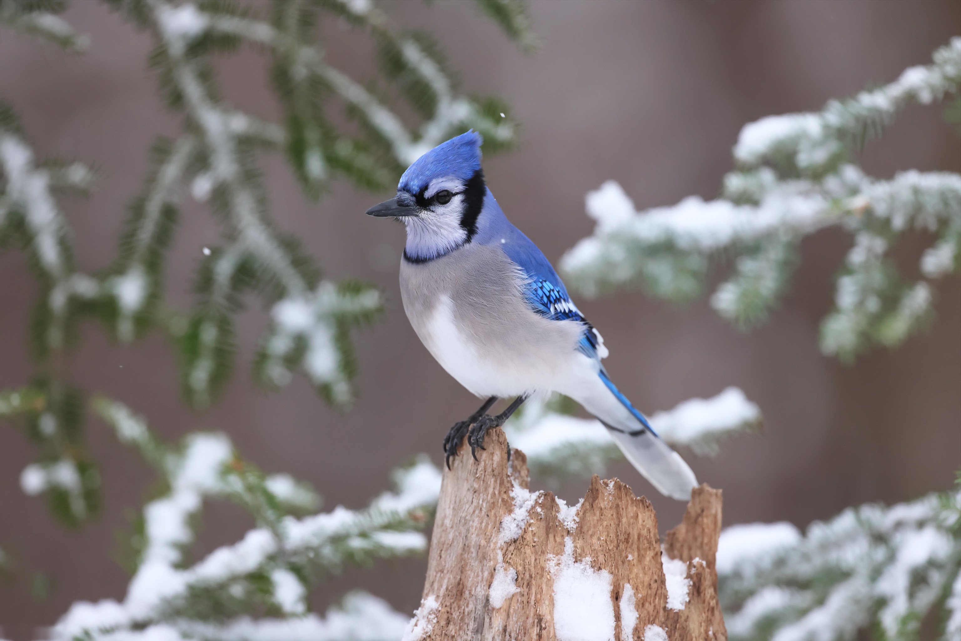 Blue Jay perched on a snowy stump HD Wallpaper