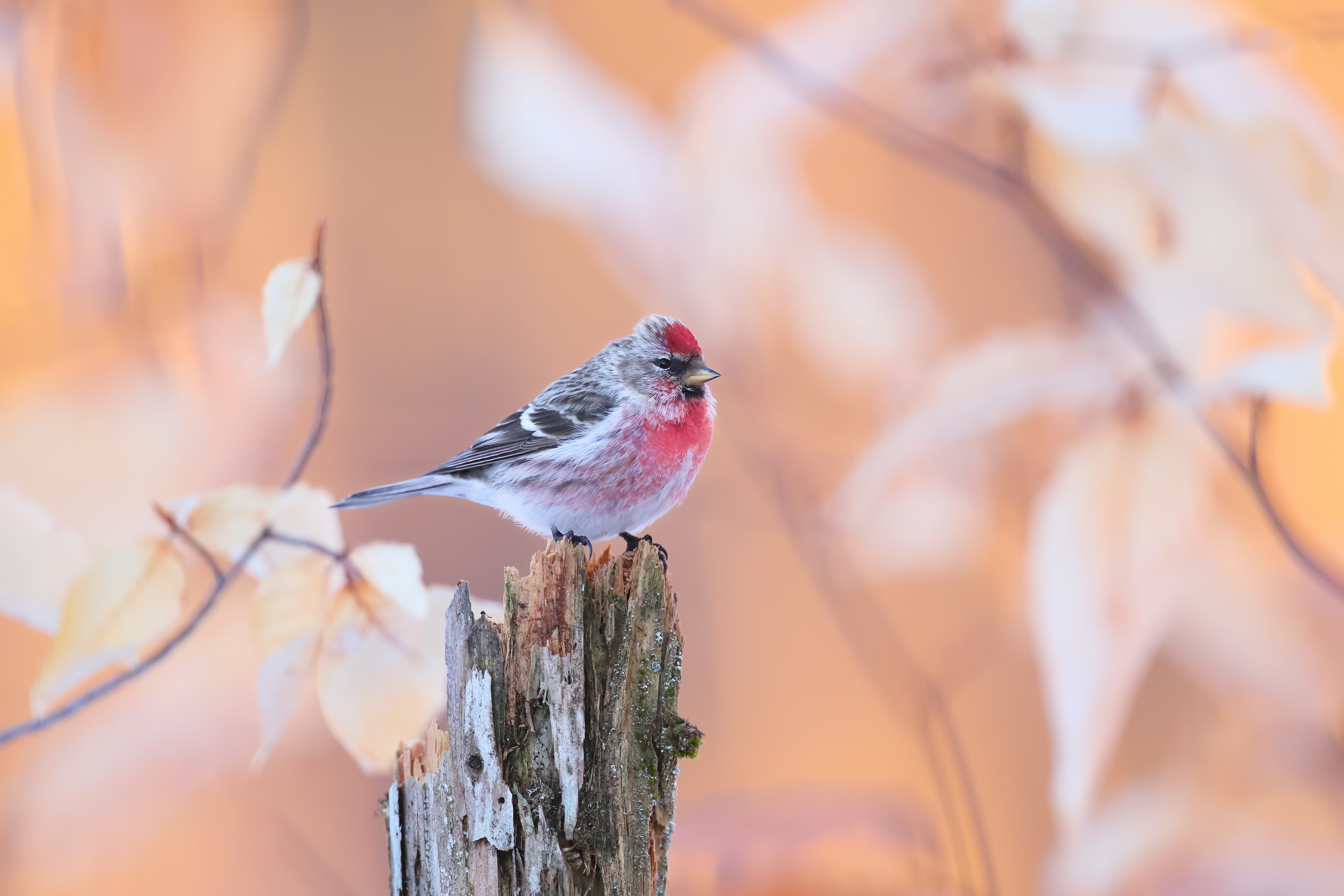 Common Redpoll perched on a weathered wooden post HD Wallpaper