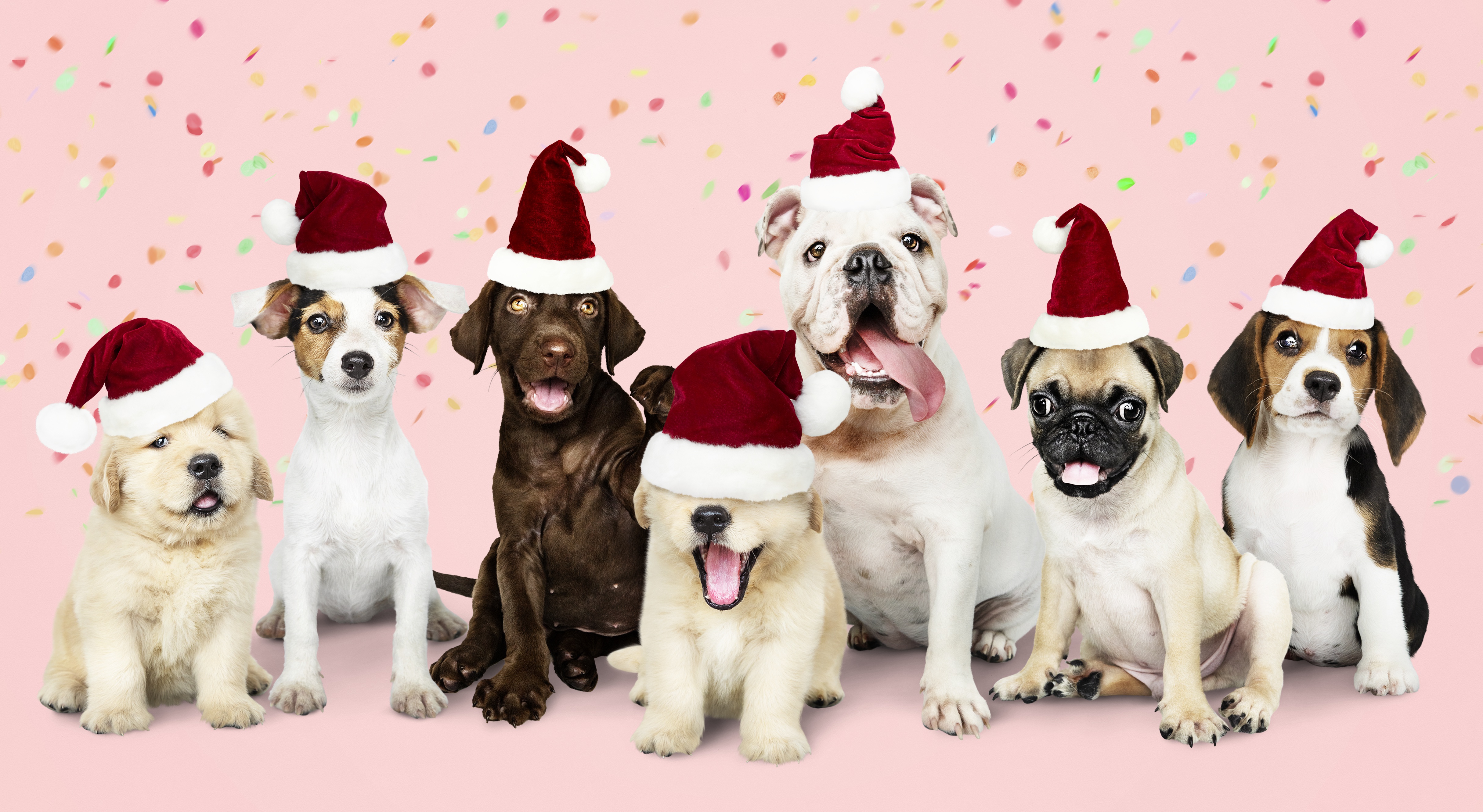 Seven Dogs Wearing Santa Hats HD Wallpaper