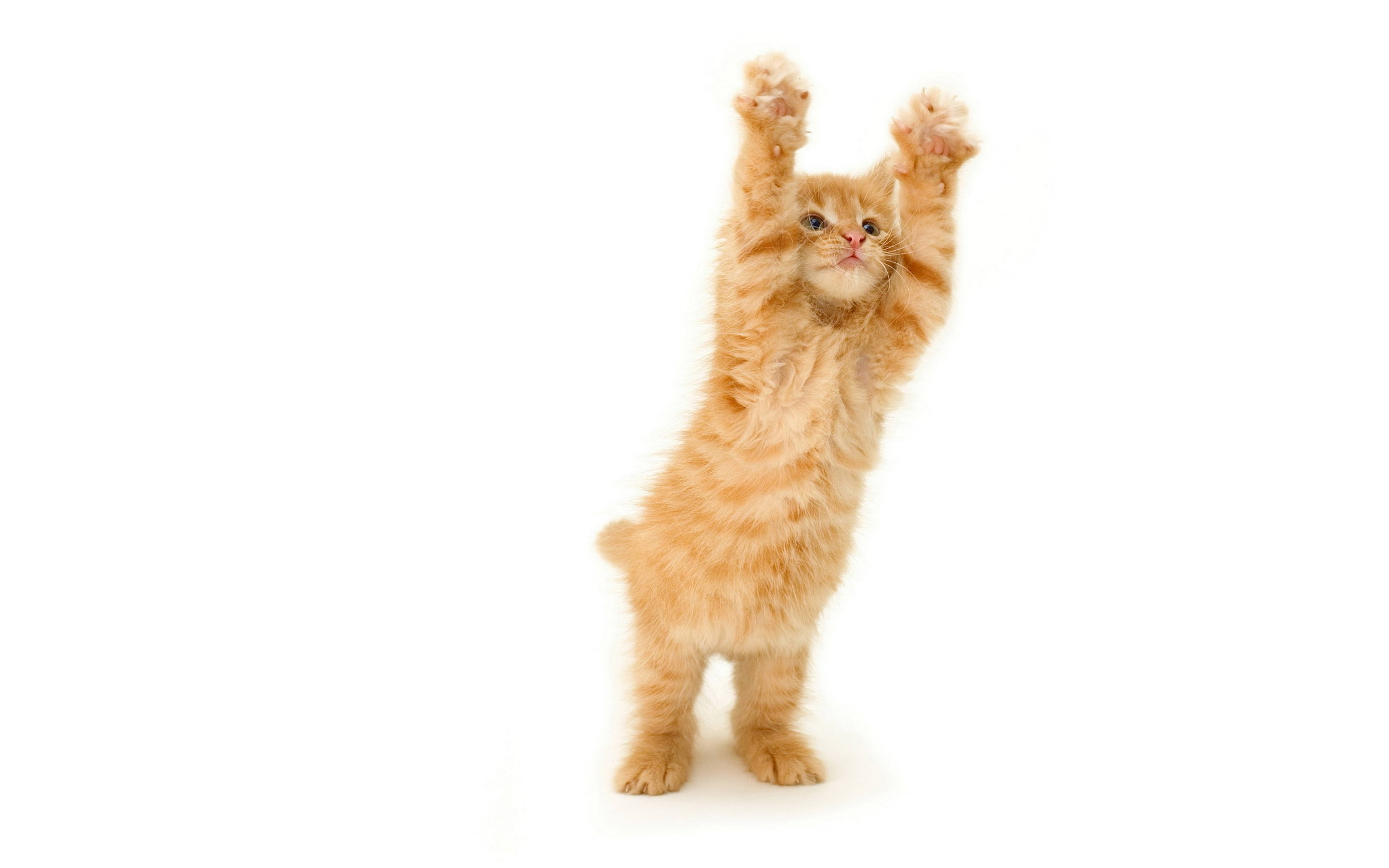 Orange tabby kitten standing on hind legs HD Wallpaper