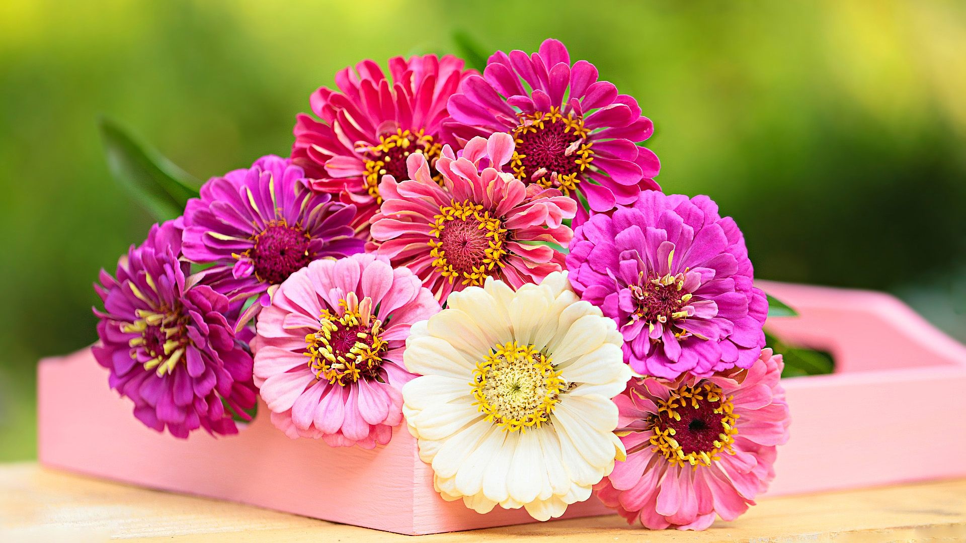Bouquet of colorful zinnias in a pink tray HD Wallpaper