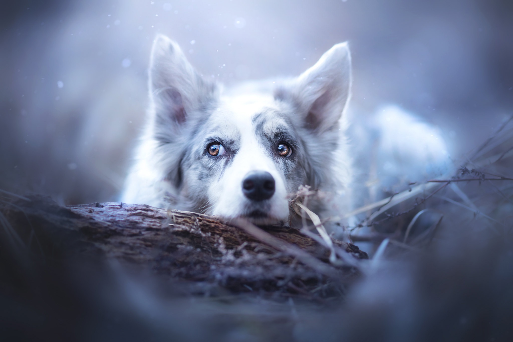 Border Collie dog lying on a log HD Wallpaper