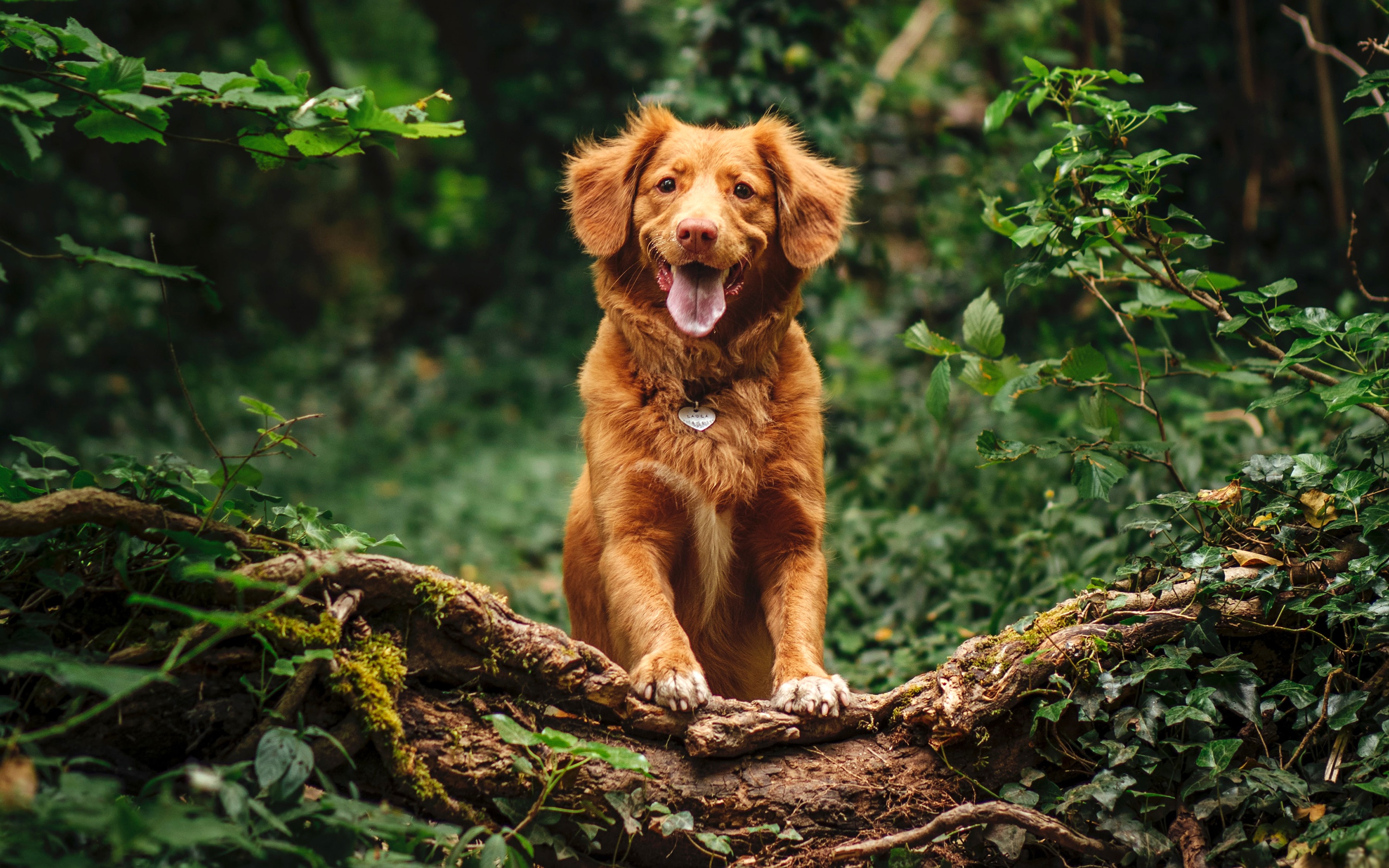 Nova Scotia Duck Tolling Retriever dog on a log HD Wallpaper