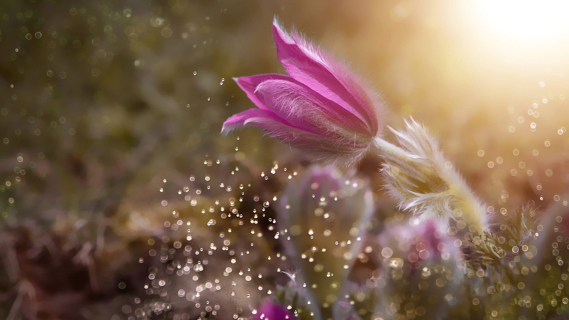 Pink Pasqueflower with Water Droplets and Sunlight HD Wallpaper