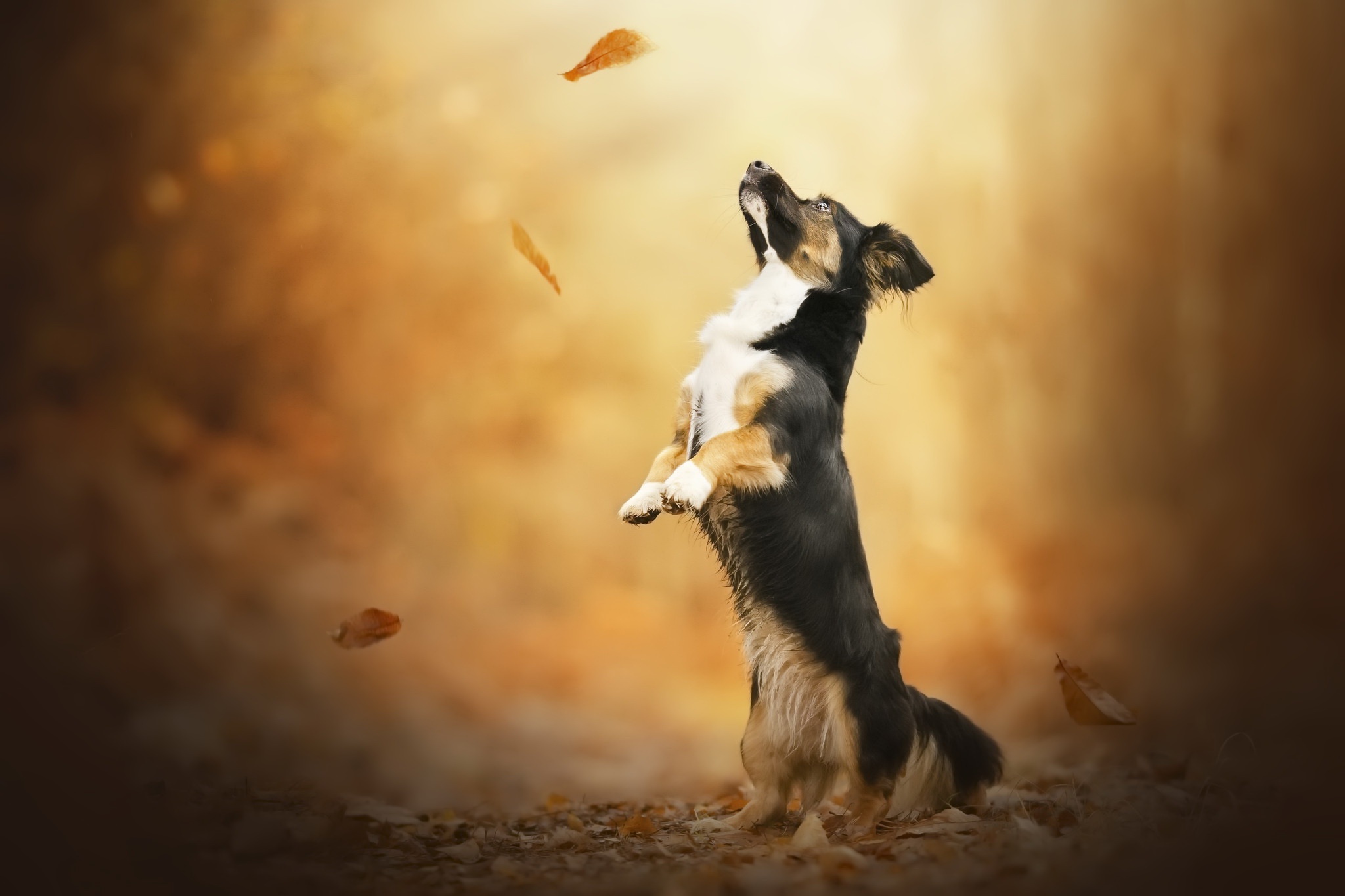 Dog jumping to catch falling leaves in autumn HD Wallpaper