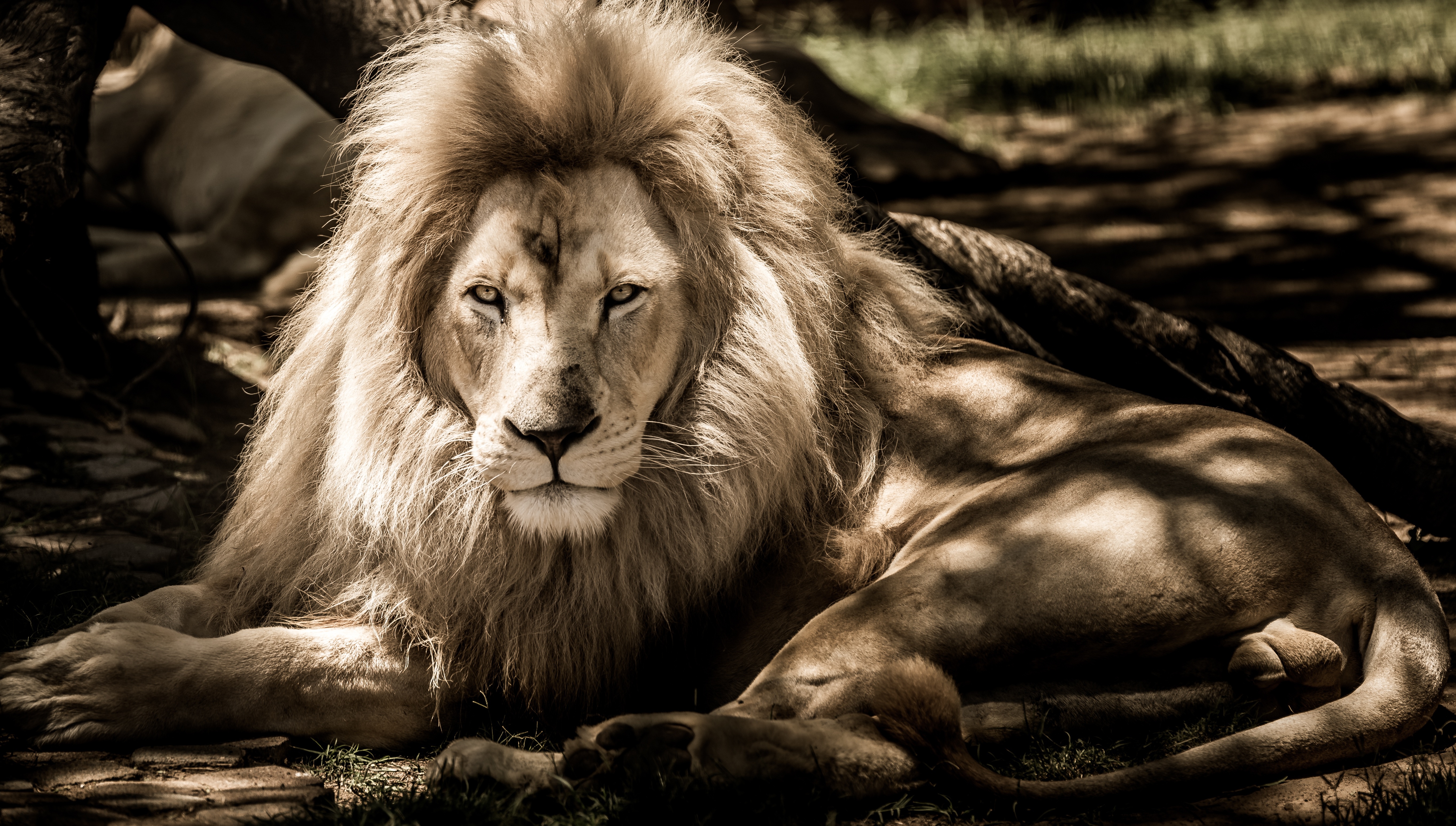 Lion 4K Big Cat Predator Wildlife HD Wallpaper
