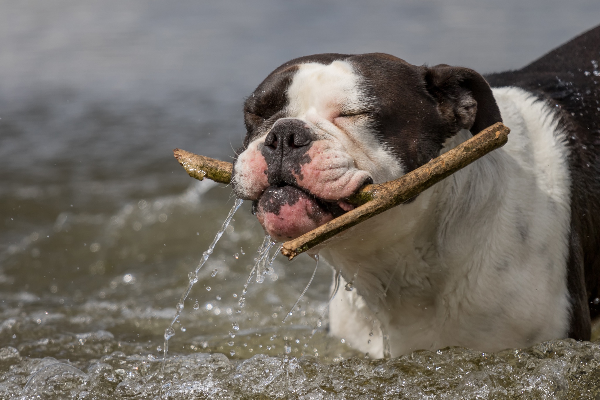 Bulldog playing with a stick in the water HD Wallpaper