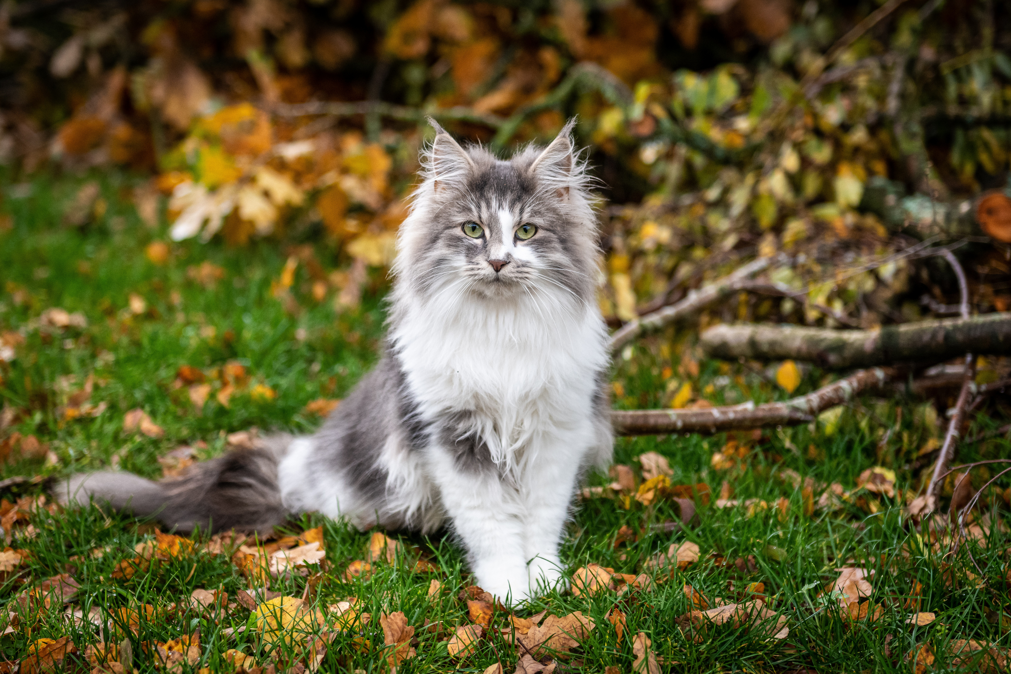 Norwegian Forest Cat sitting on grass with autumn leaves HD Wallpaper