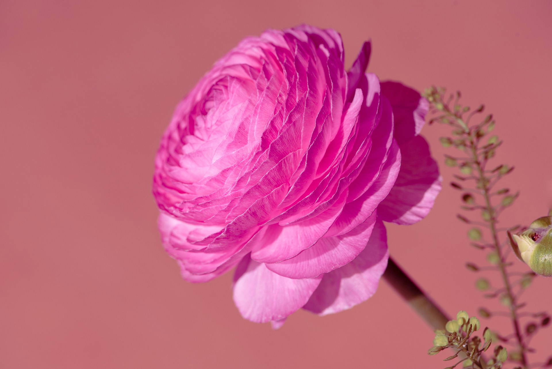 Pink Ranunculus flower with green buds HD Wallpaper