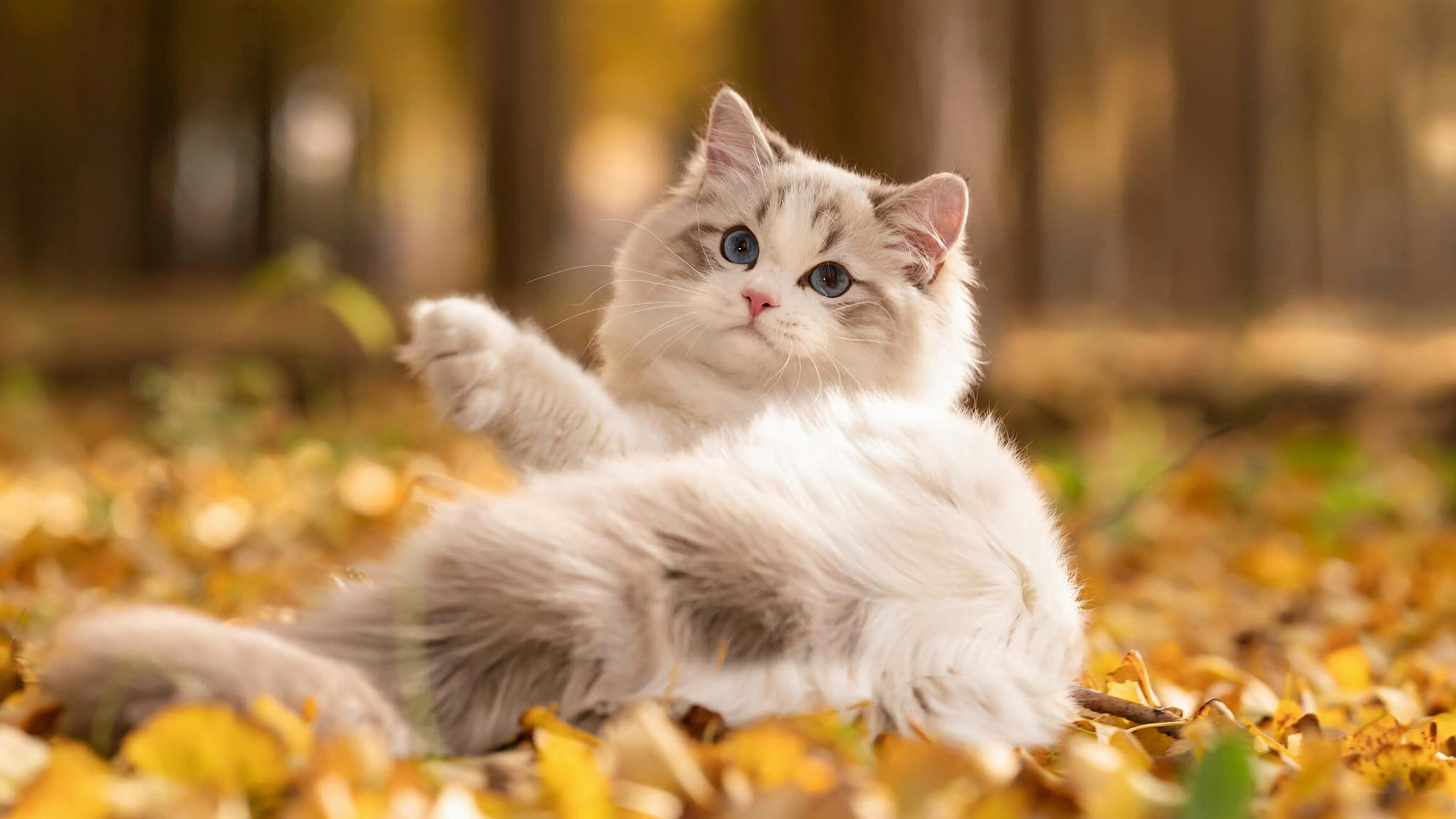 Fluffy cat with blue eyes lying on autumn leaves HD Wallpaper