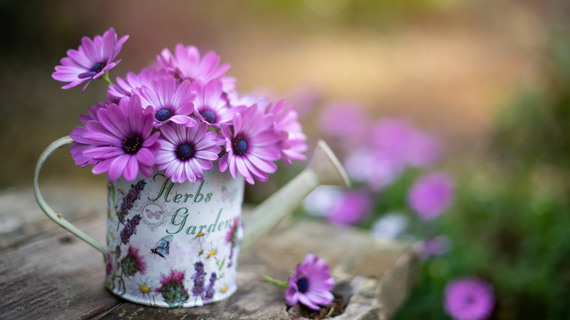 Purple daisies in a decorative watering can HD Wallpaper