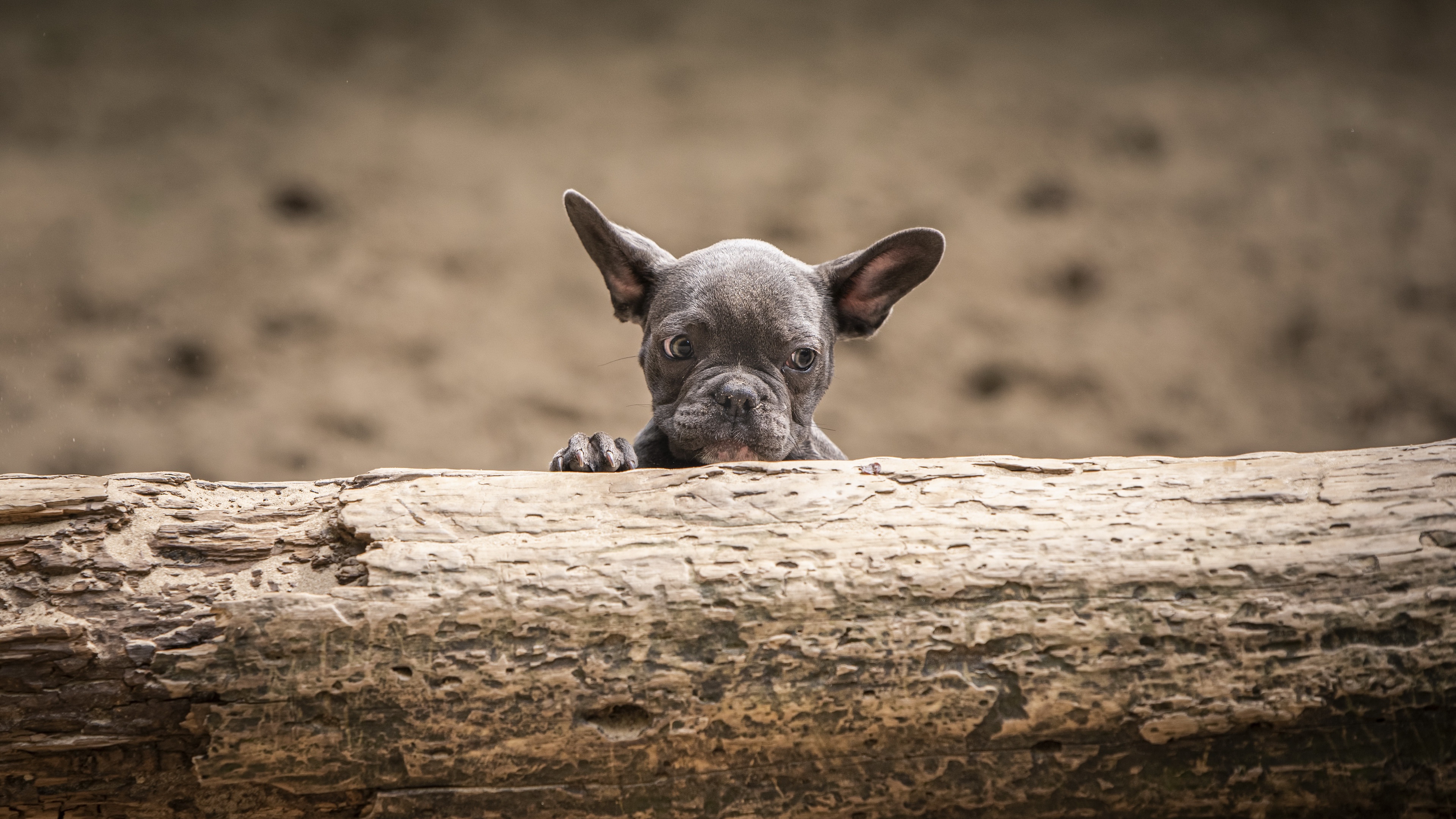 French Bulldog Puppy Peeking Over Log HD Wallpaper