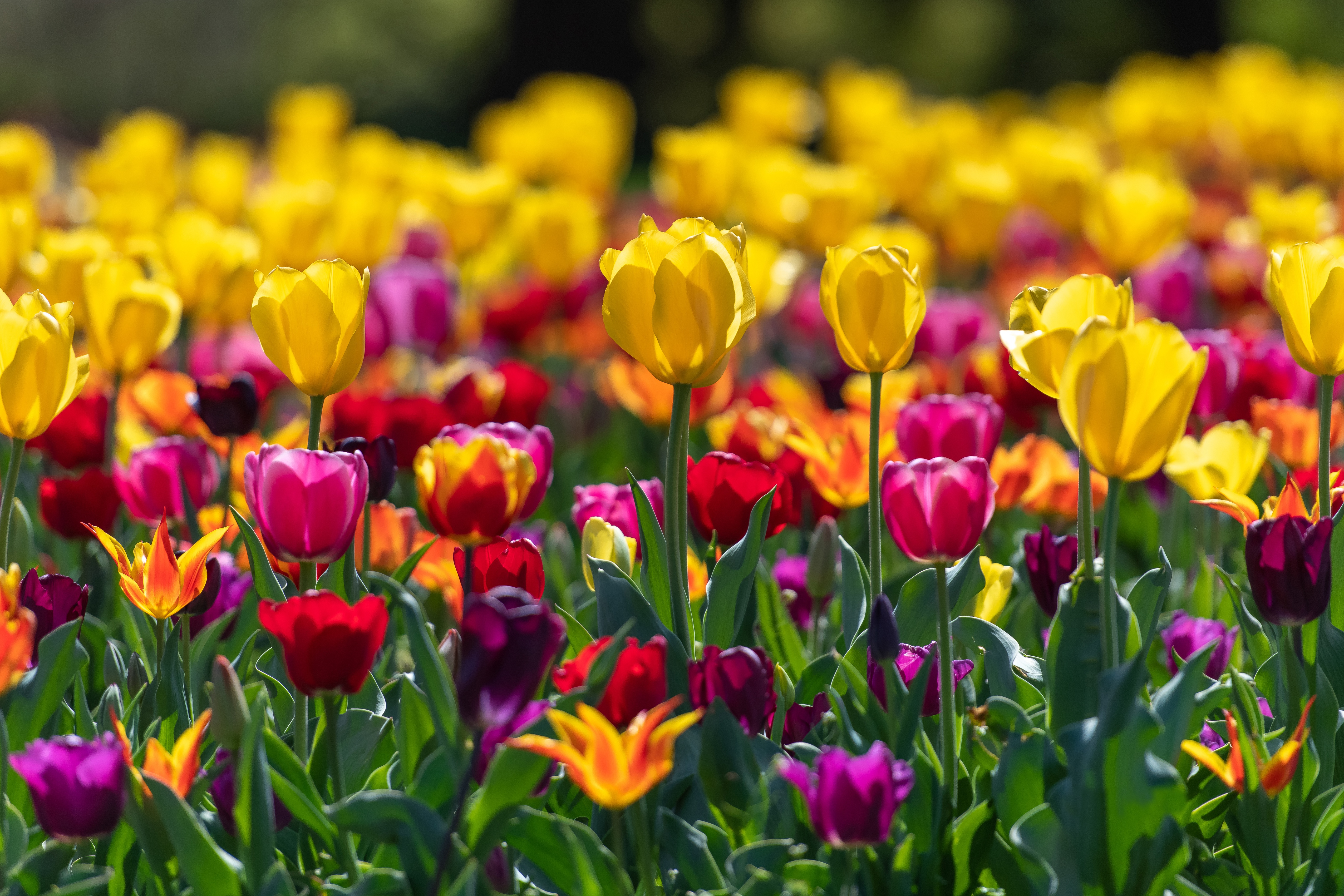 Field of colorful tulips in bloom HD Wallpaper