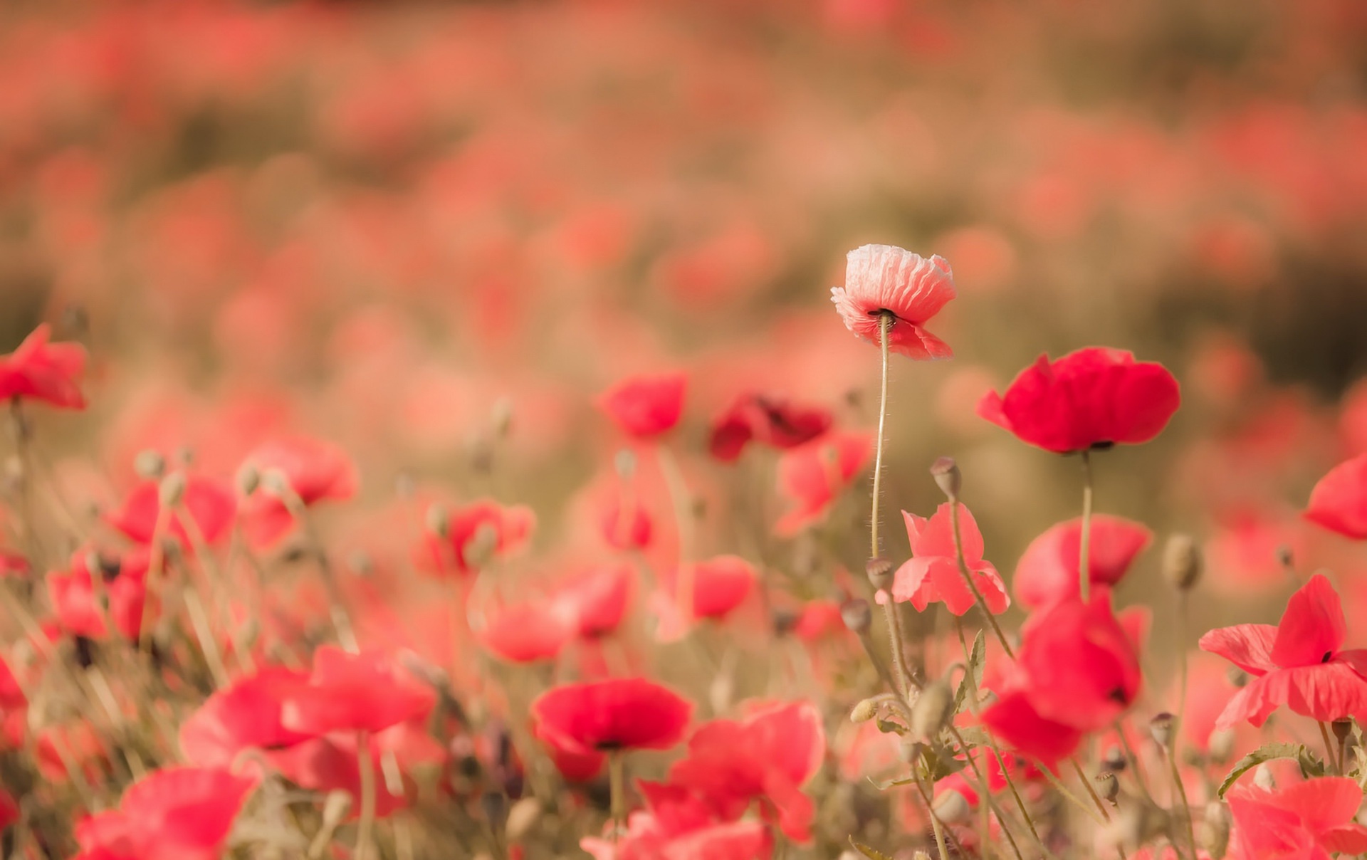 Field of red poppies in soft focus HD Wallpaper