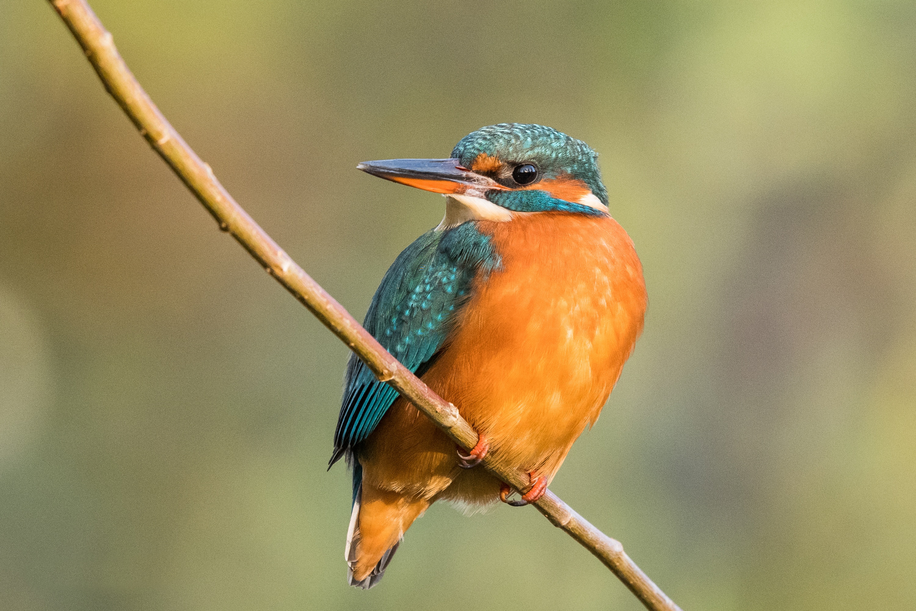 Common Kingfisher perched on a branch HD Wallpaper