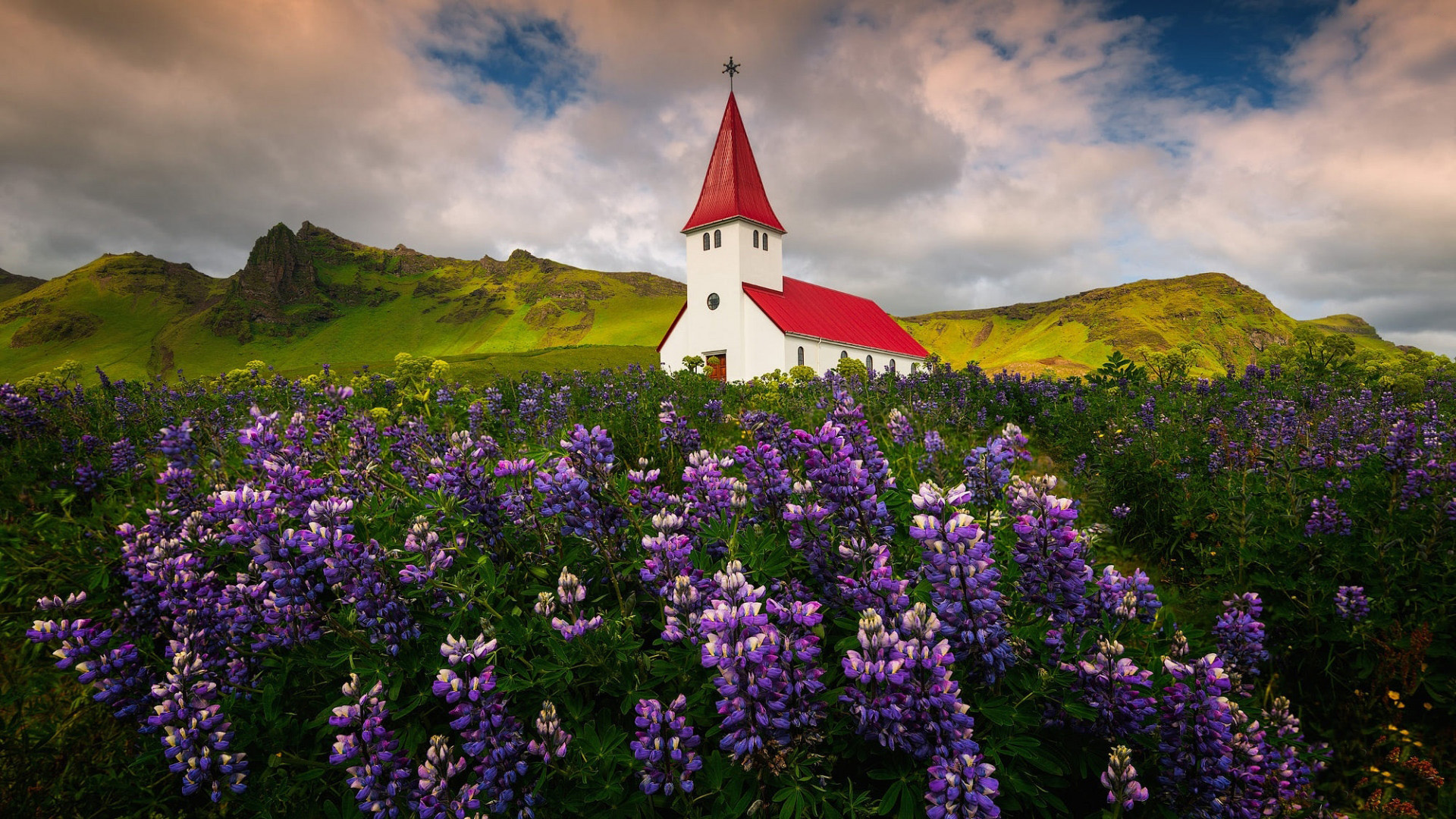 White church with red roof in field of purple flowers HD Wallpaper