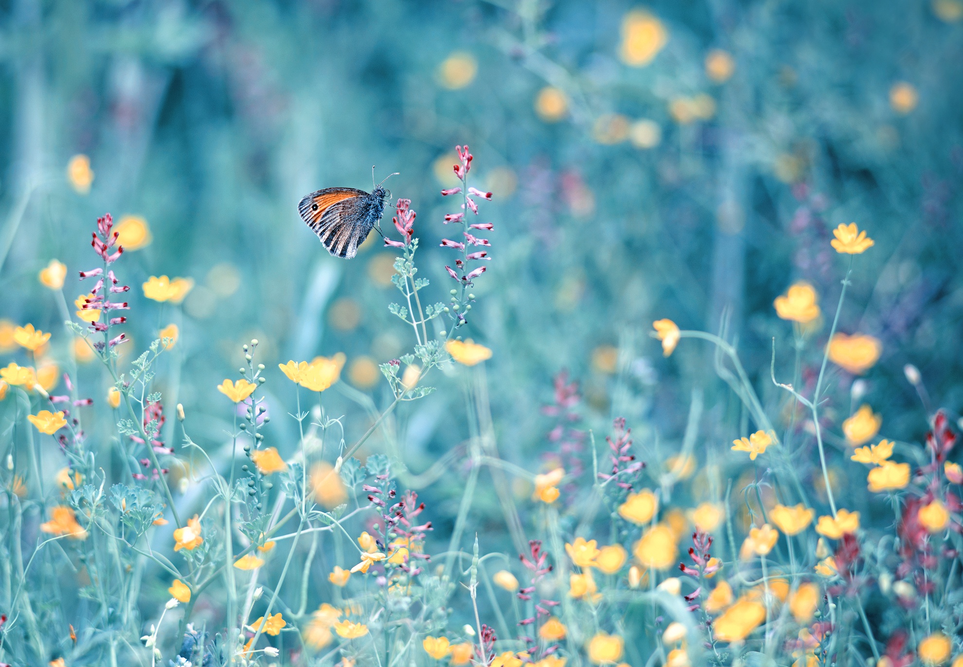 Butterfly on a flower in a field HD Wallpaper