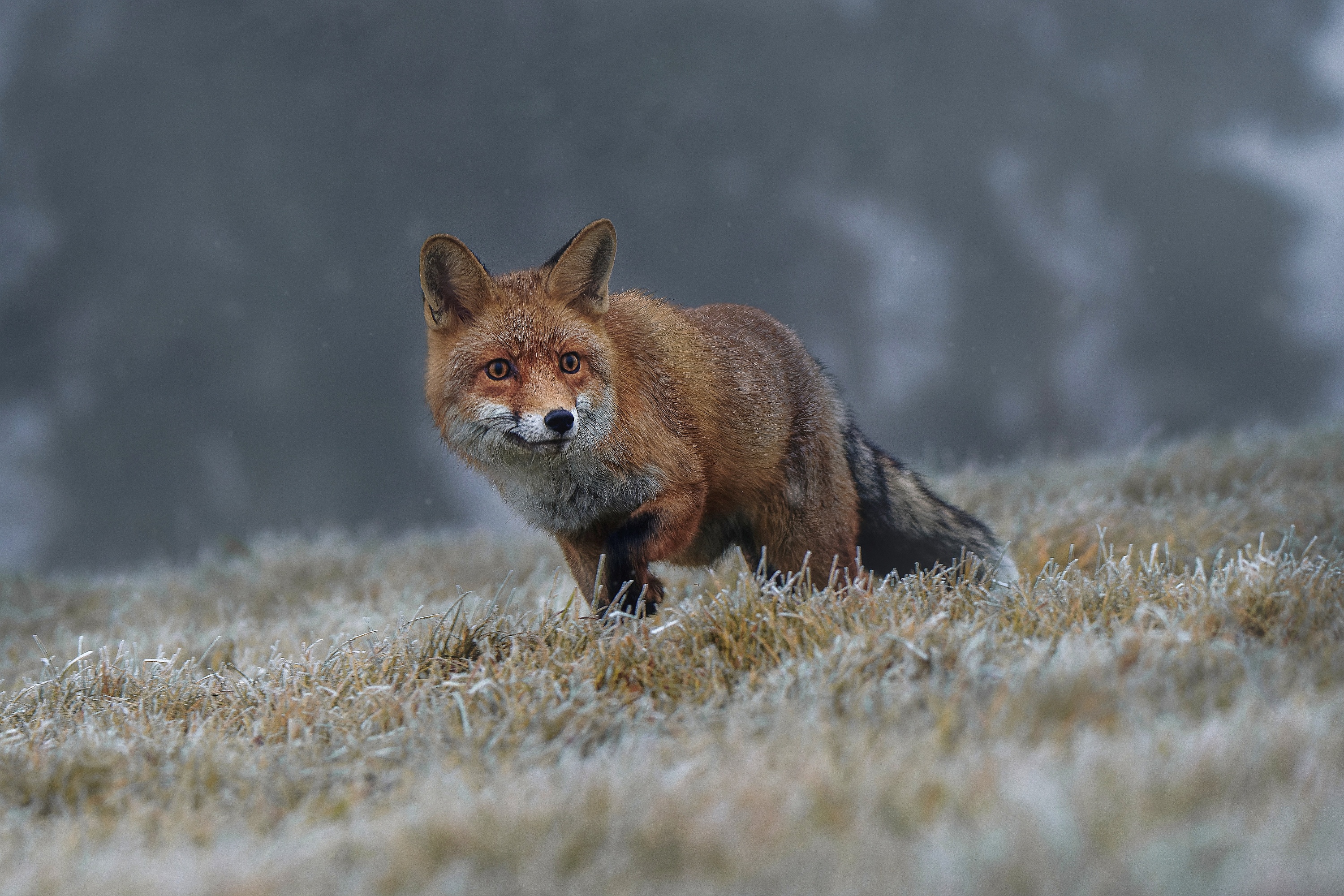Red Fox in a Frosty Field HD Wallpaper