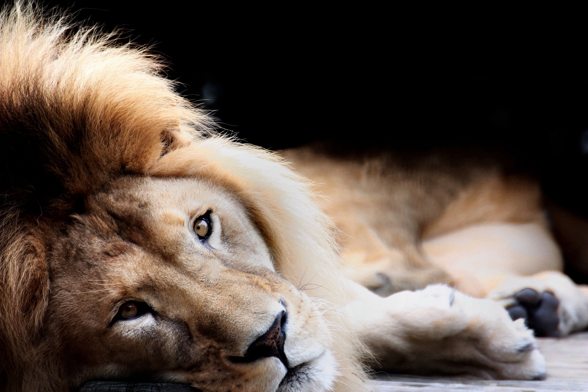 Close-up of a male lion resting HD Wallpaper