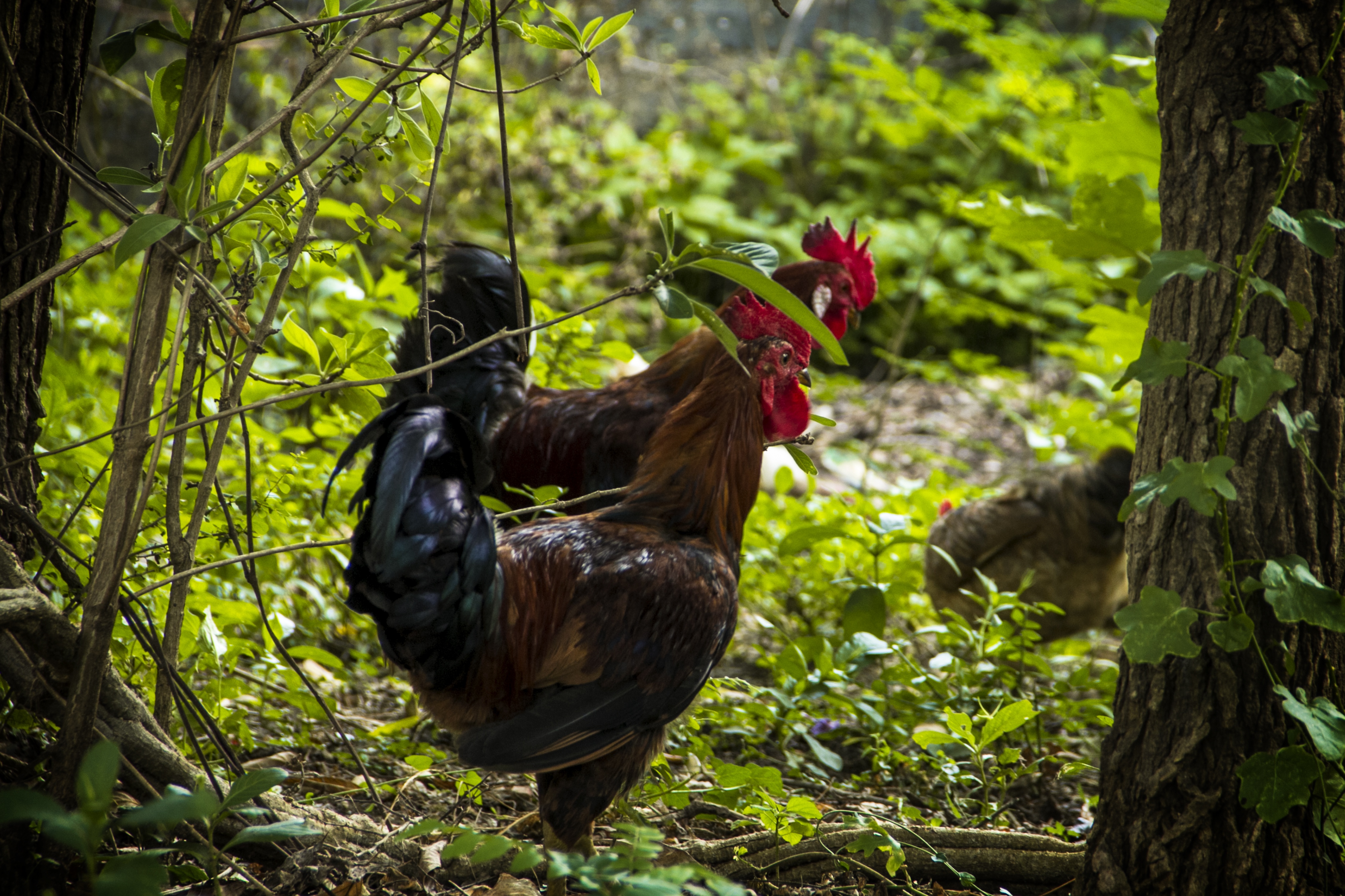 Roosters in a Forest HD Wallpaper