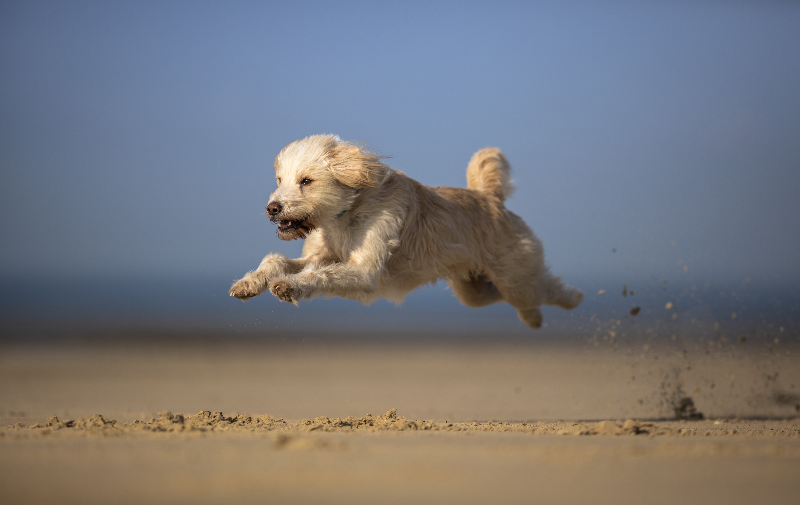 A fluffy dog running on a beach HD Wallpaper