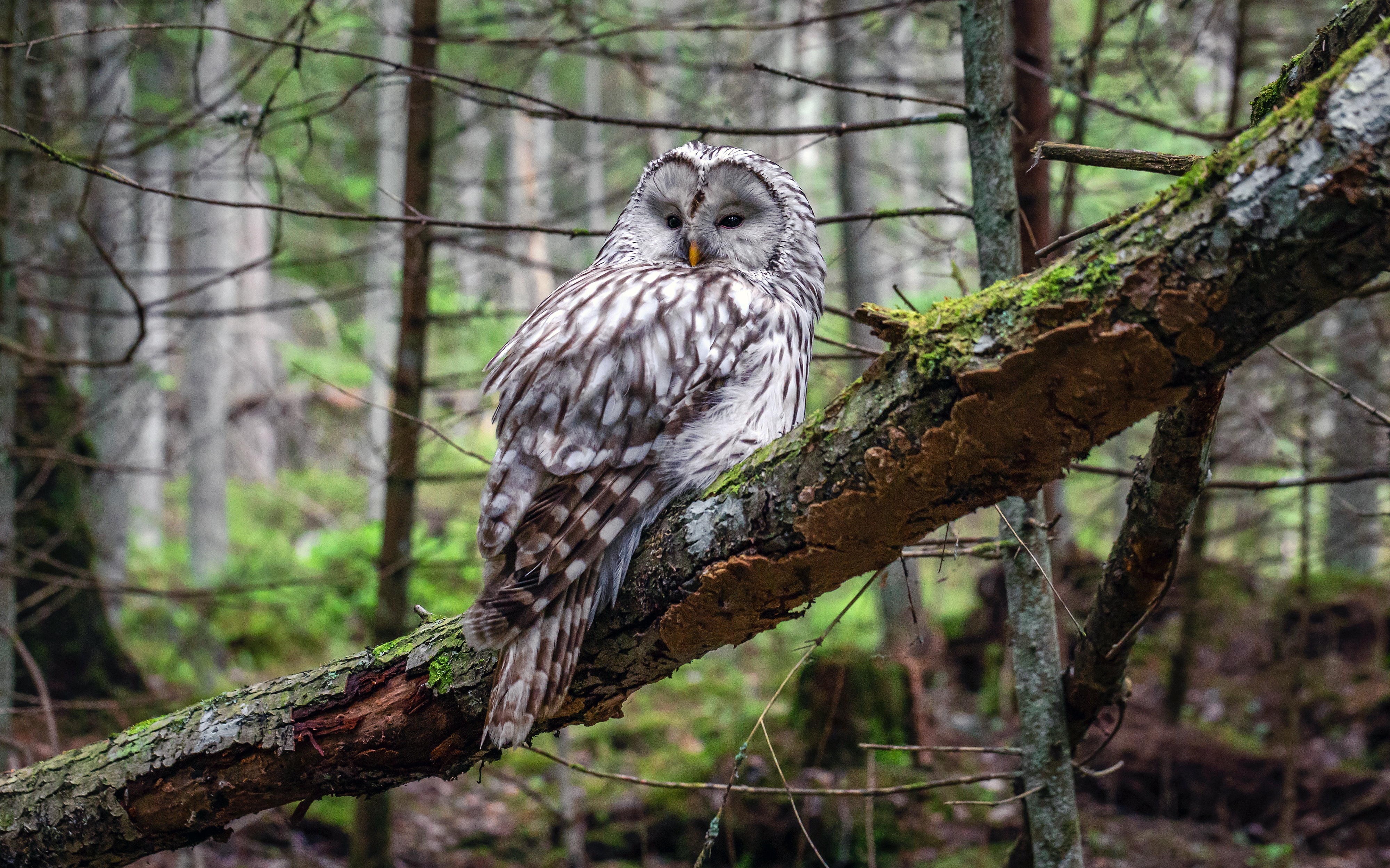 Ural Owl perched on a mossy branch in a forest HD Wallpaper