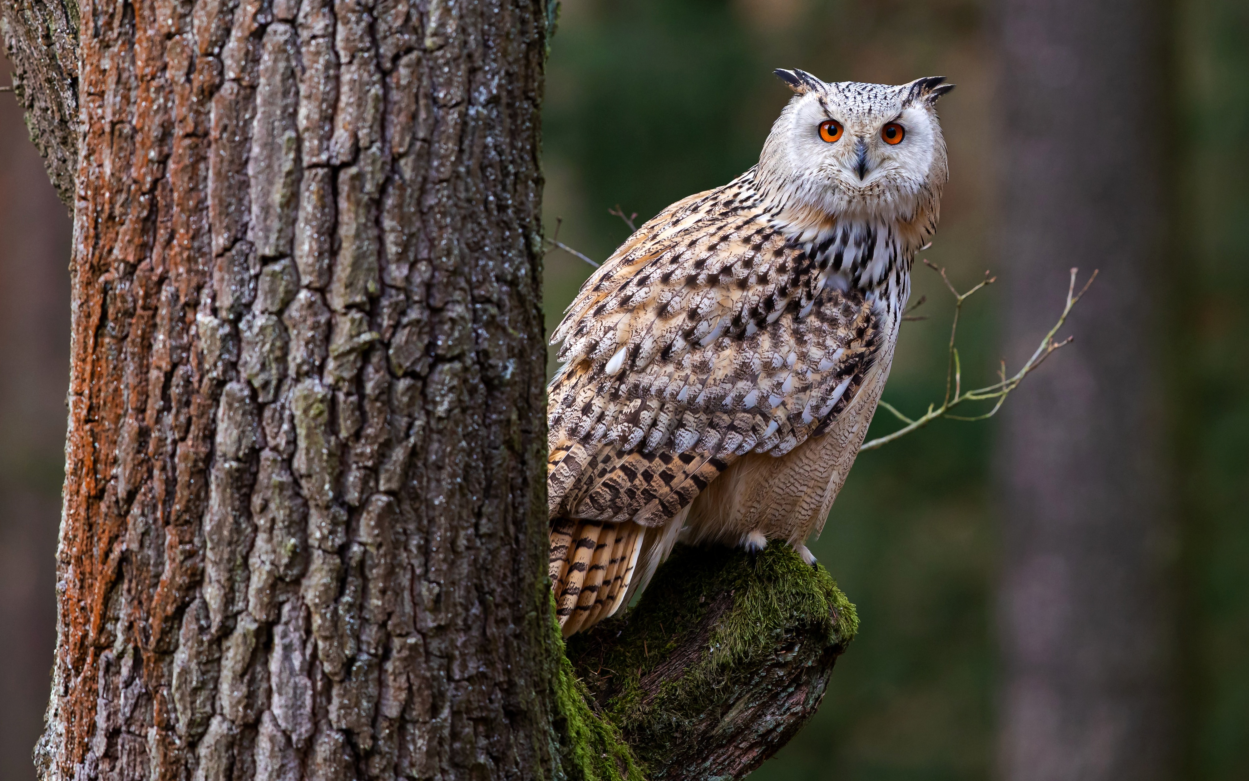 Owl in Natural Forest Setting 4K HD Wallpaper