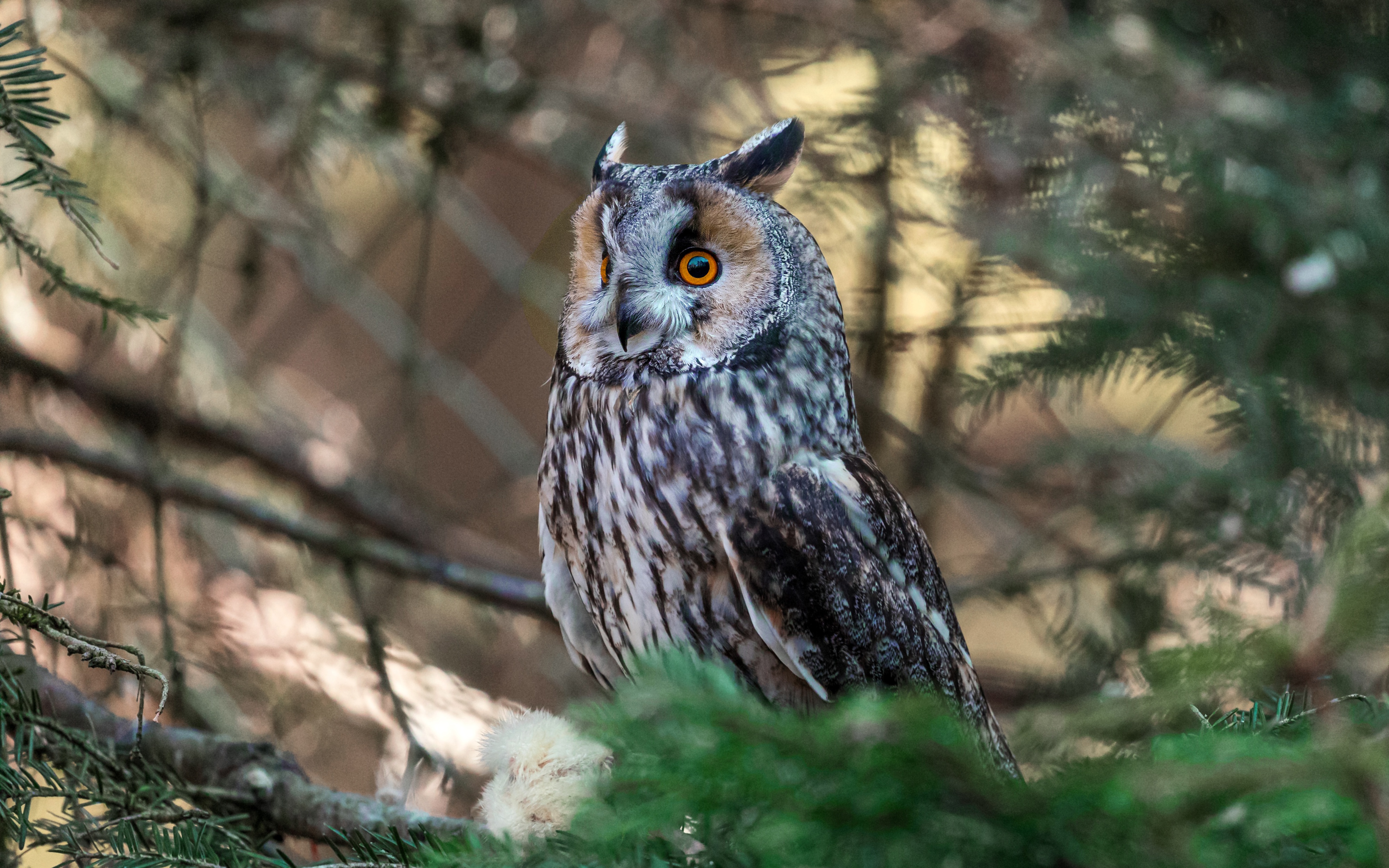 Long-eared owl perched on a tree branch HD Wallpaper