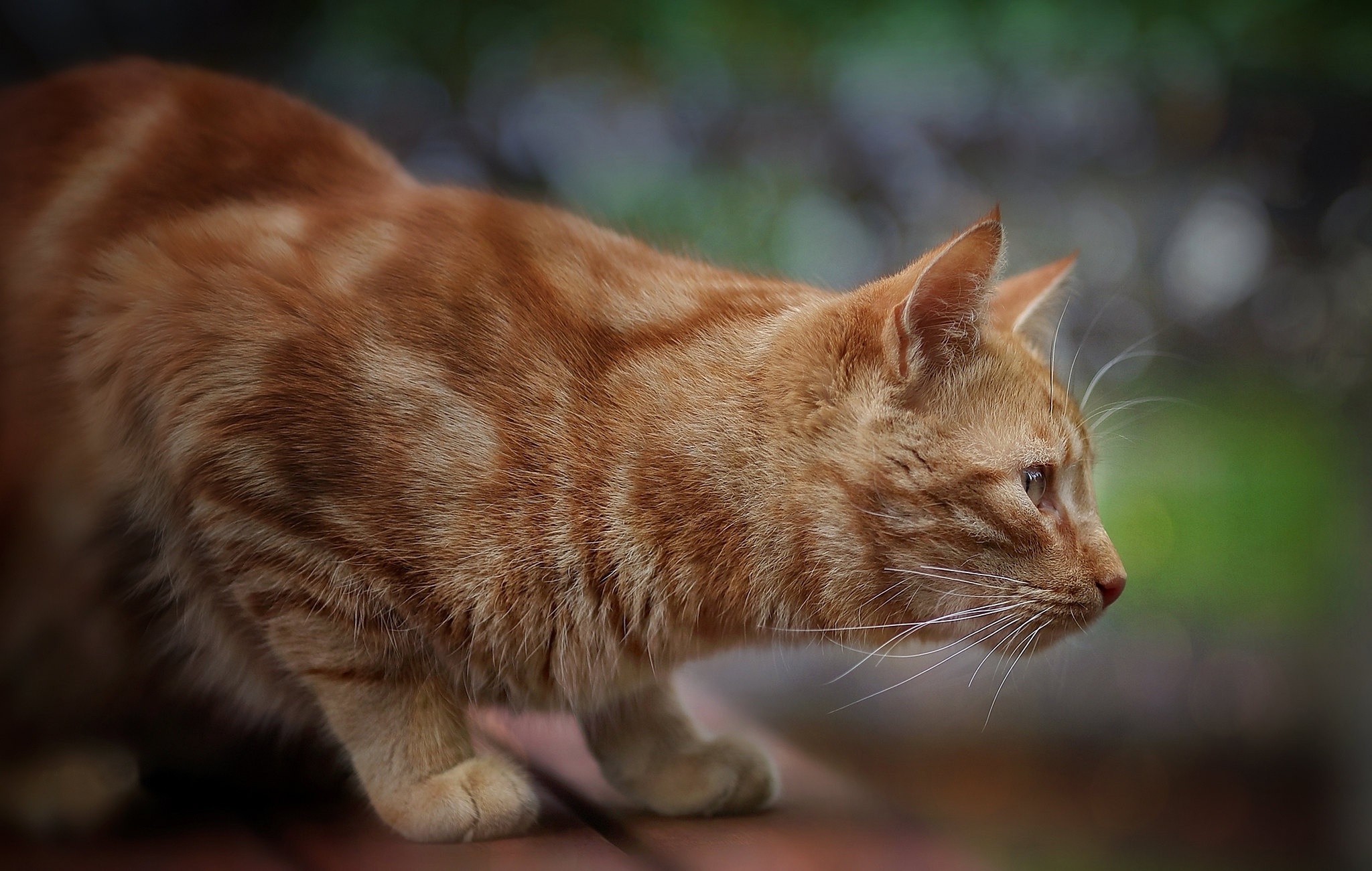 Orange tabby cat crouches on a brick surface HD Wallpaper