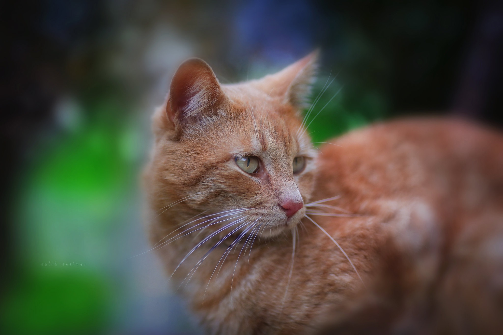 Orange cat with green eyes in nature HD Wallpaper