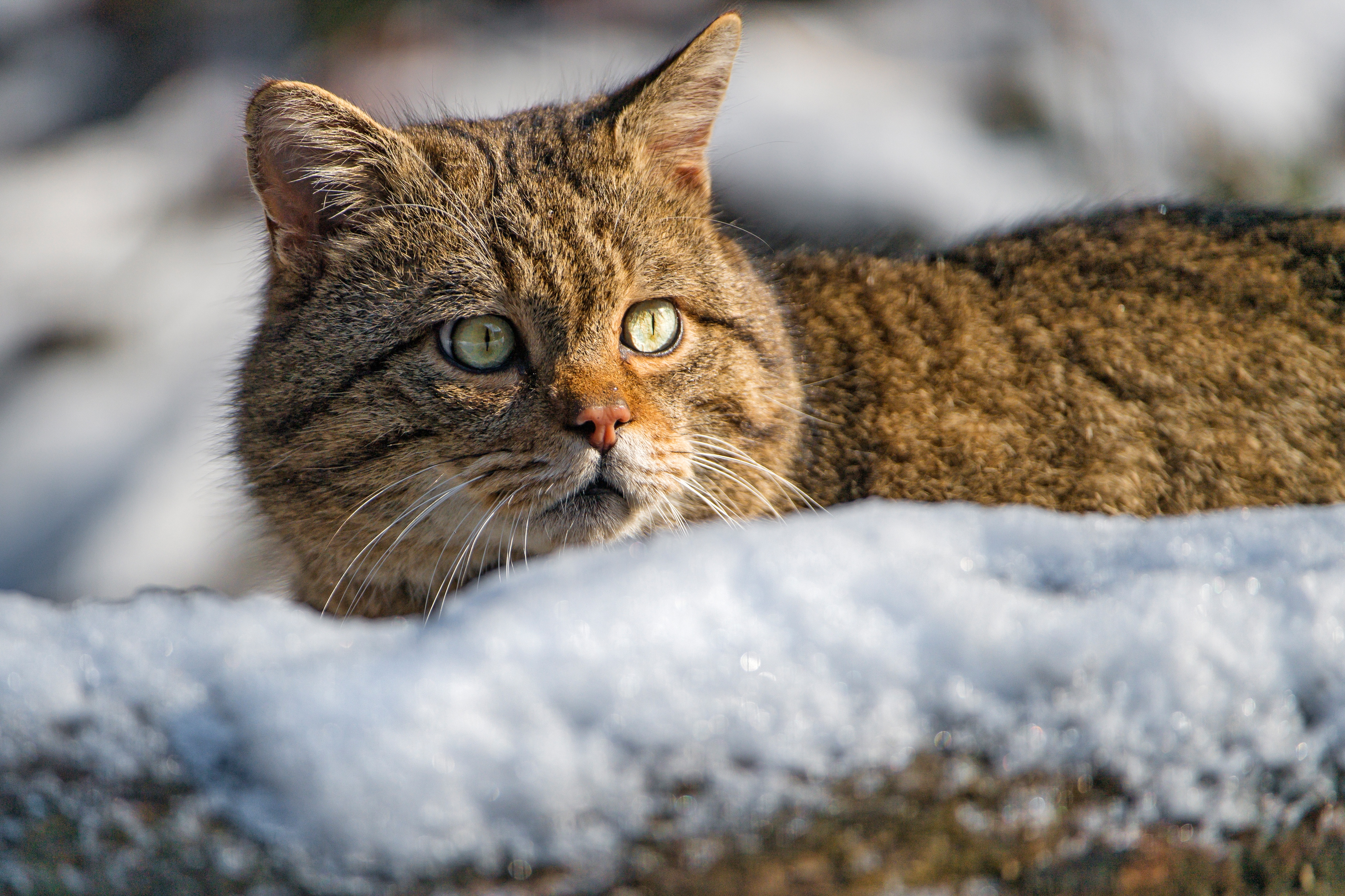 Wildcat in the Snow 4K HD Wallpaper
