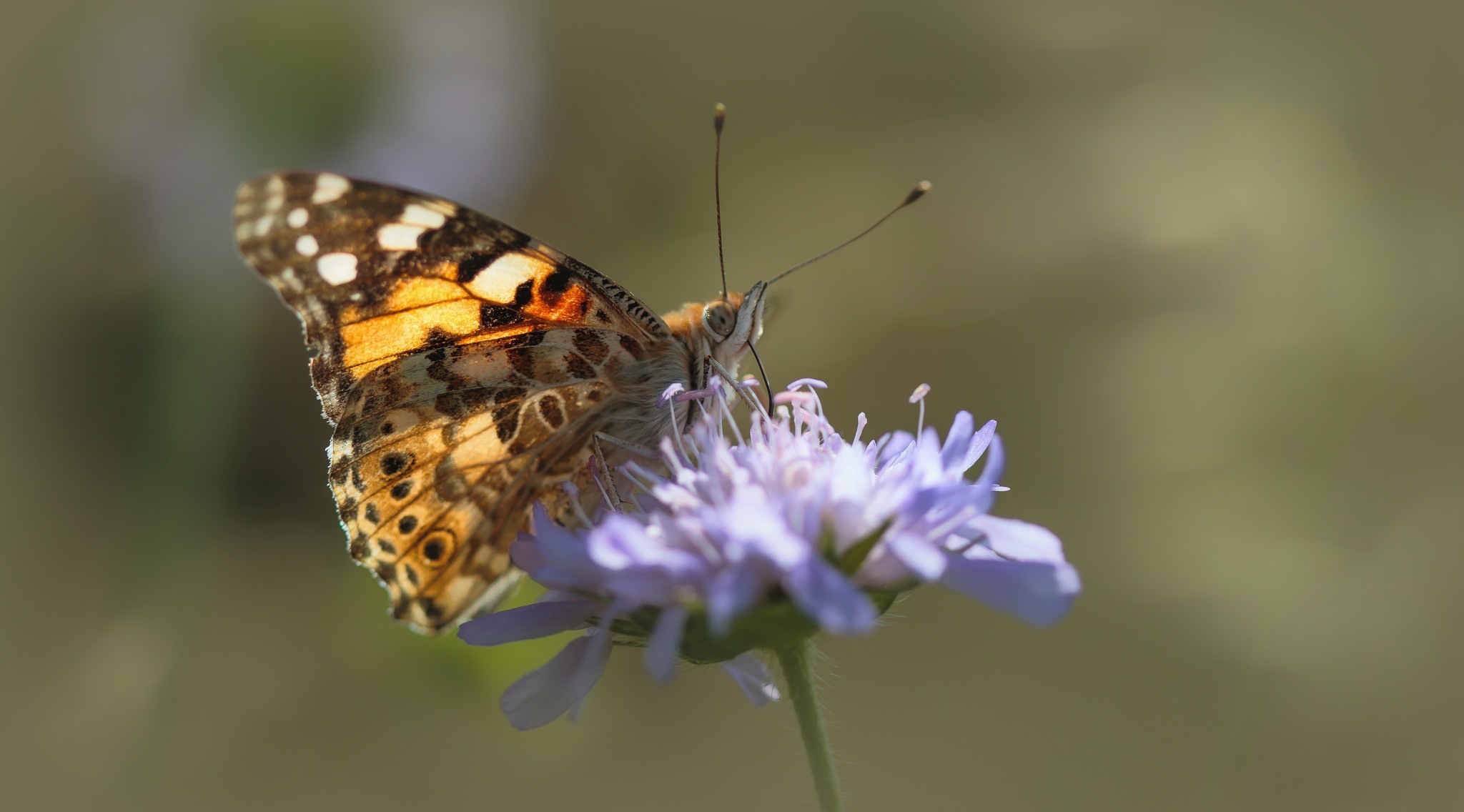 Painted Lady butterfly on a purple flower HD Wallpaper