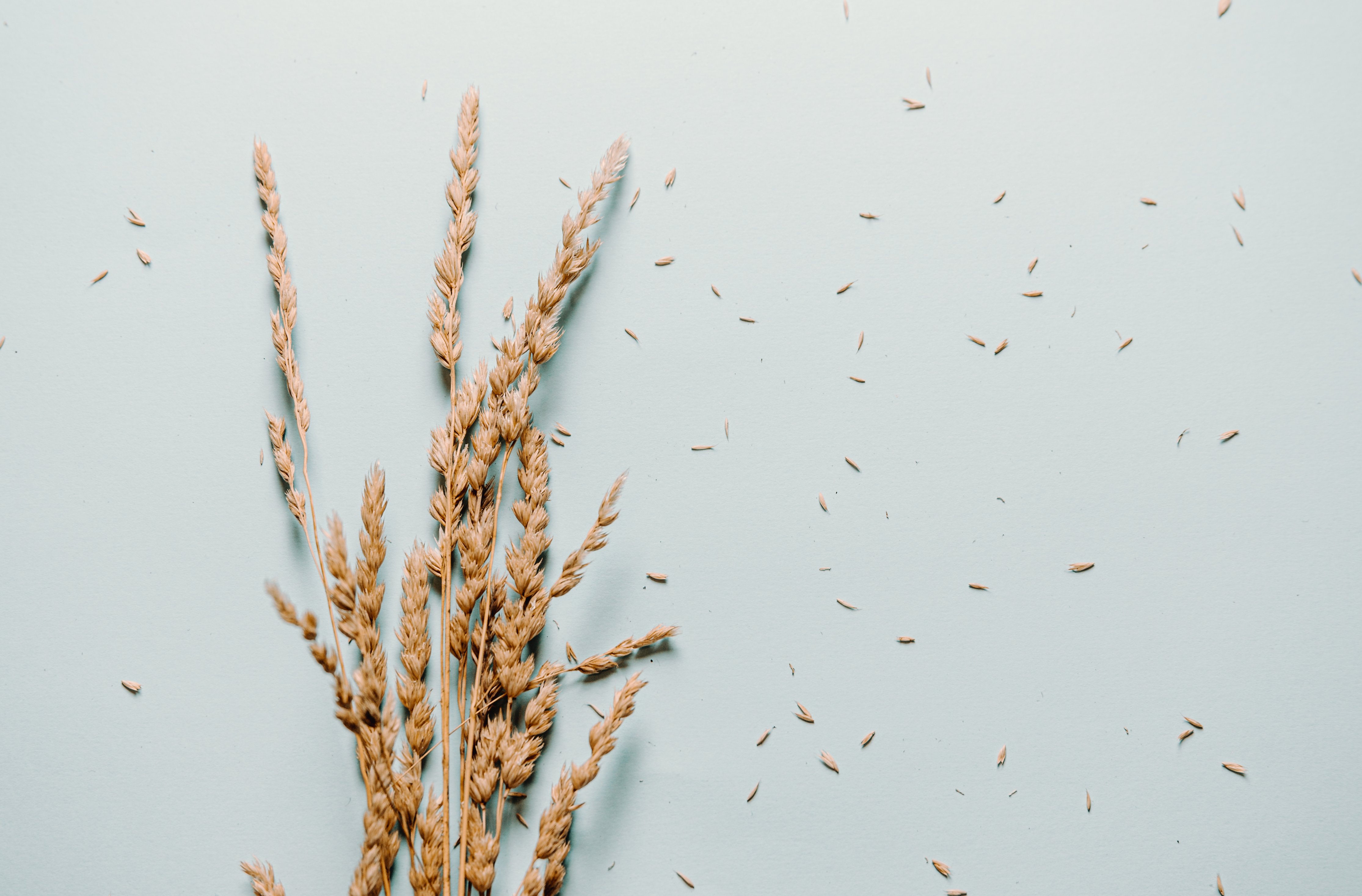 A small bundle of wheat on a light blue background HD Wallpaper