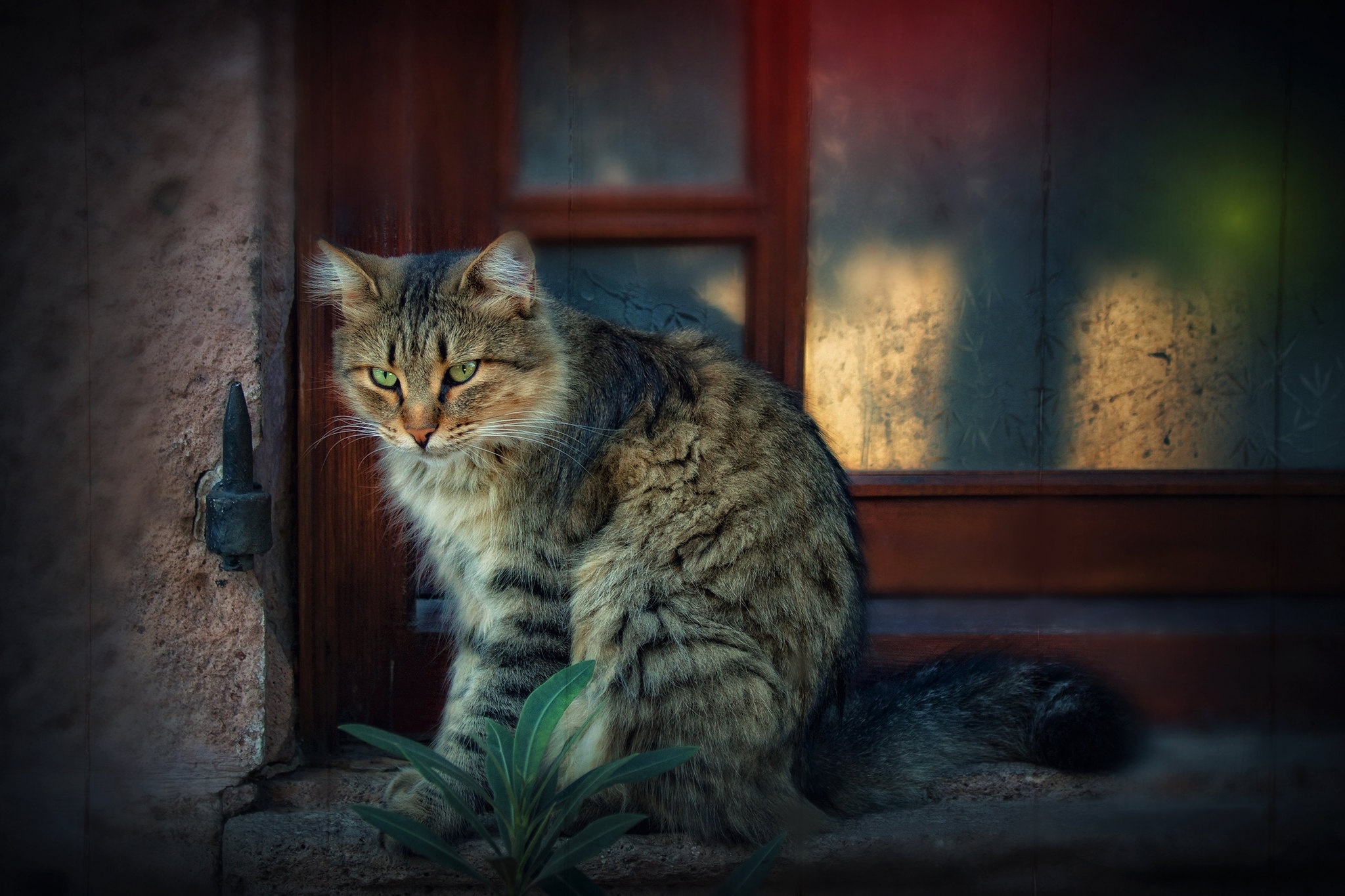 Tabby Cat Sitting Near Door with Green Eyes HD Wallpaper
