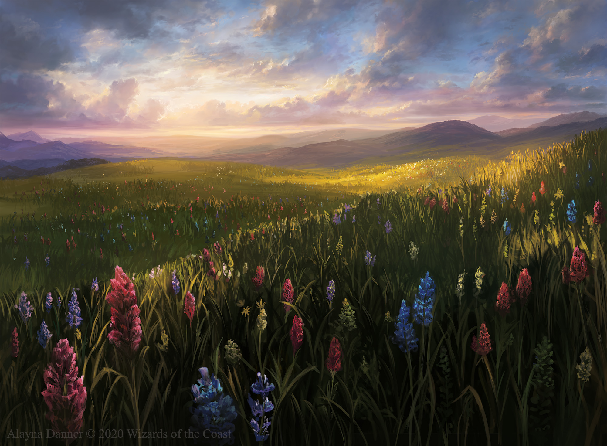 Field of Flowers at Sunset HD Wallpaper
