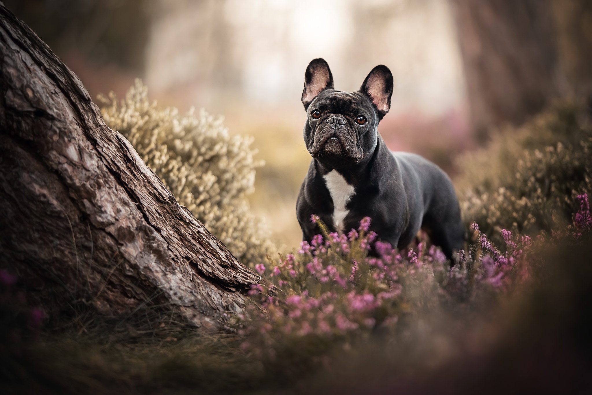 French Bulldog standing in a forest with flowers HD Wallpaper