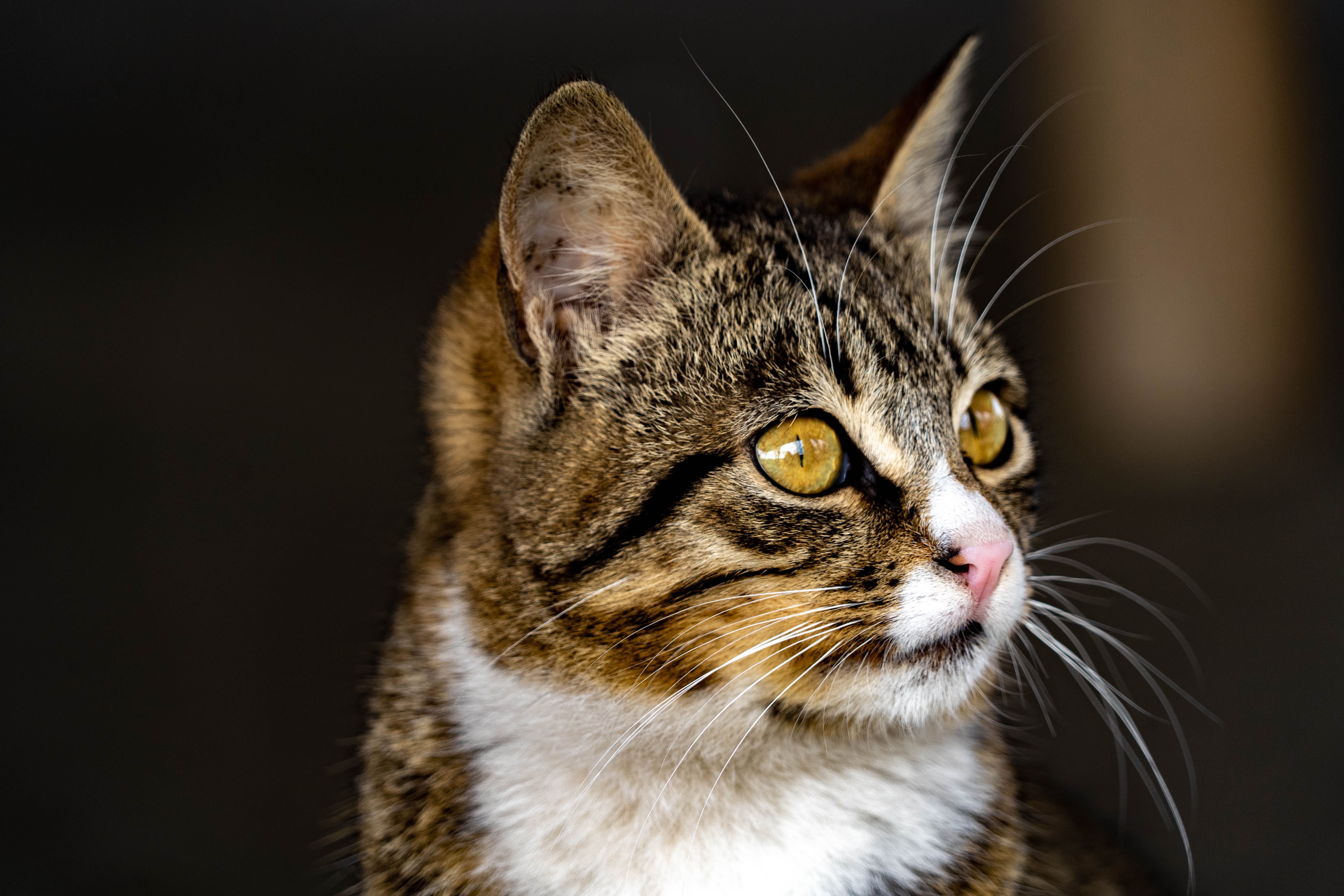 Tabby Cat with Yellow Eyes in 4K HD Wallpaper
