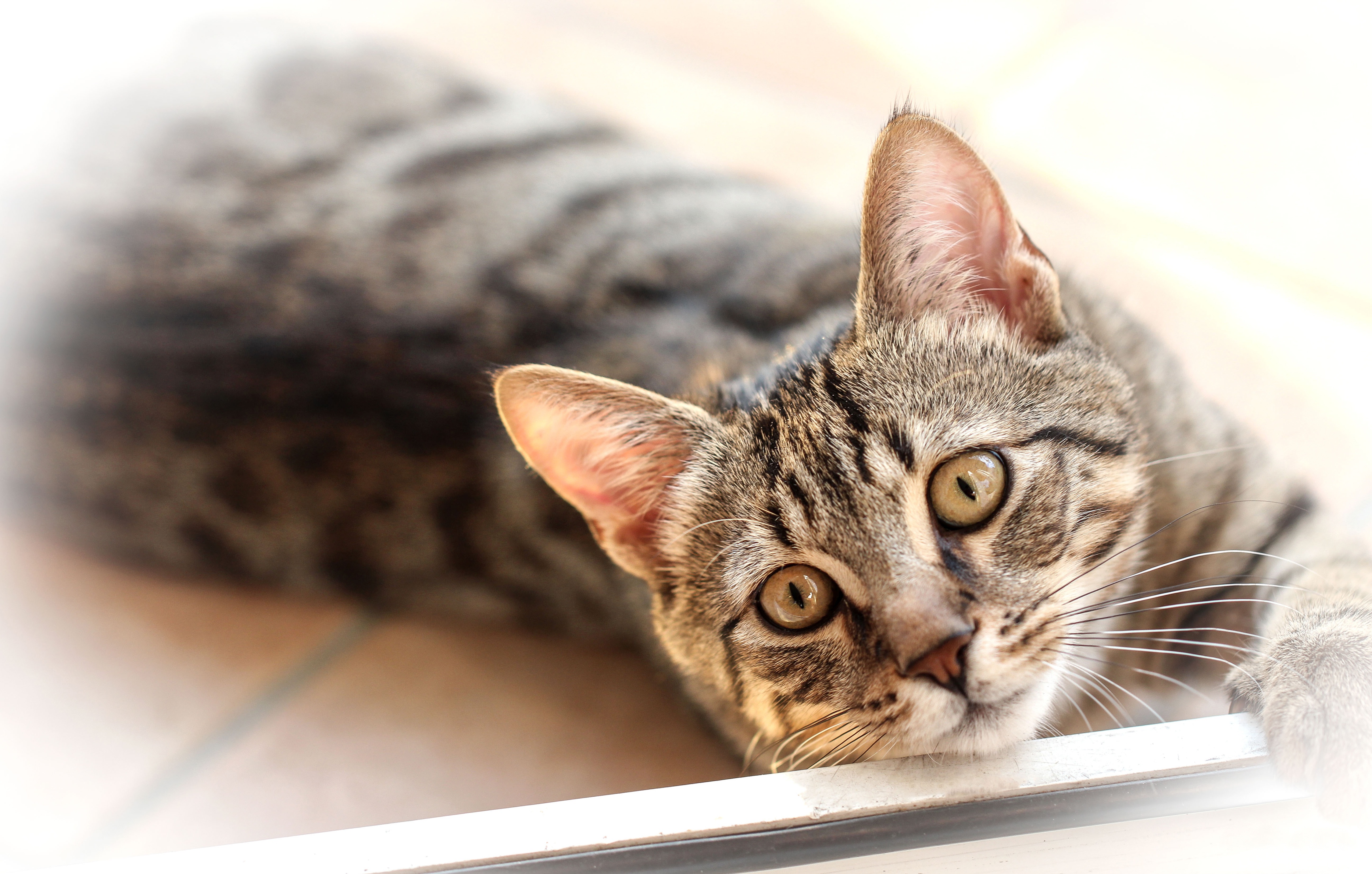 Tabby Cat Lying Down HD Wallpaper