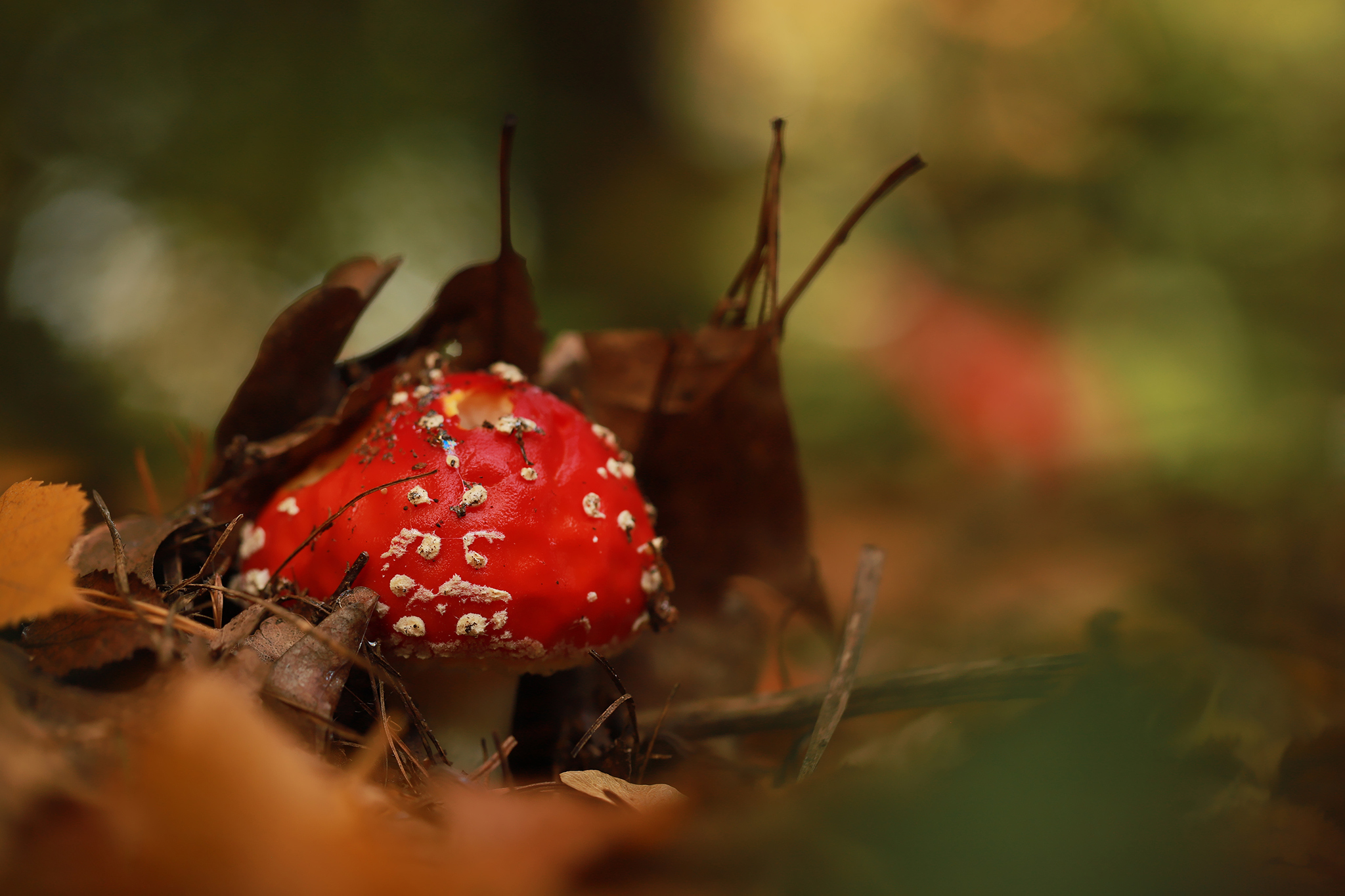 Red mushroom with white spots on forest floor HD Wallpaper