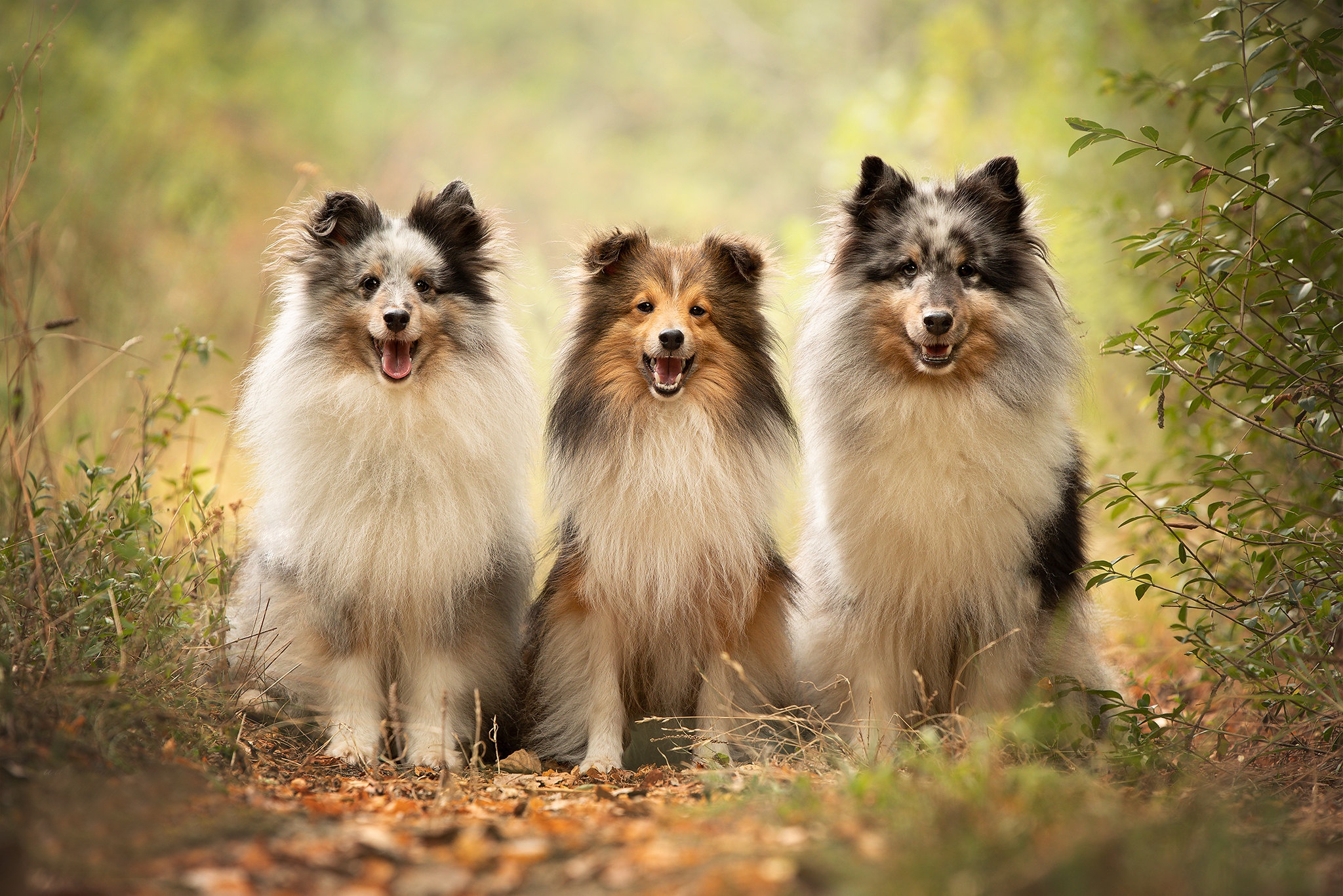 Three Shetland Sheepdogs sitting on a path HD Wallpaper