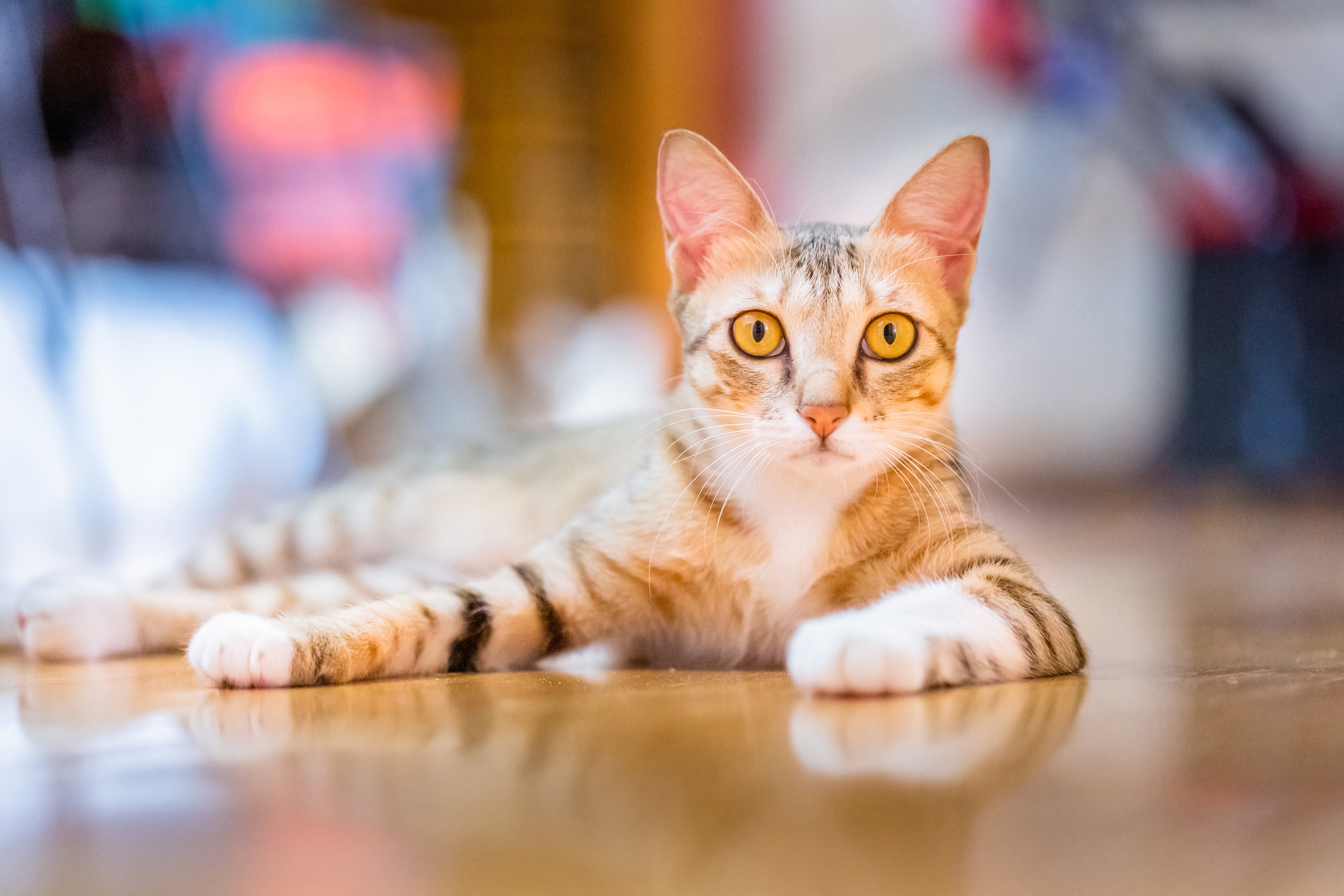 Tabby Cat Lying on Floor HD Wallpaper