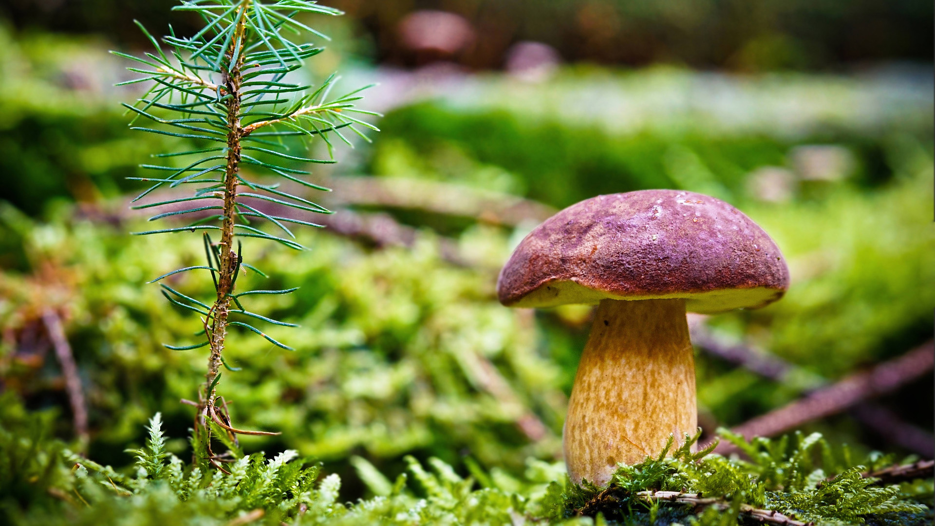 Mushroom and pine seedling in moss HD Wallpaper